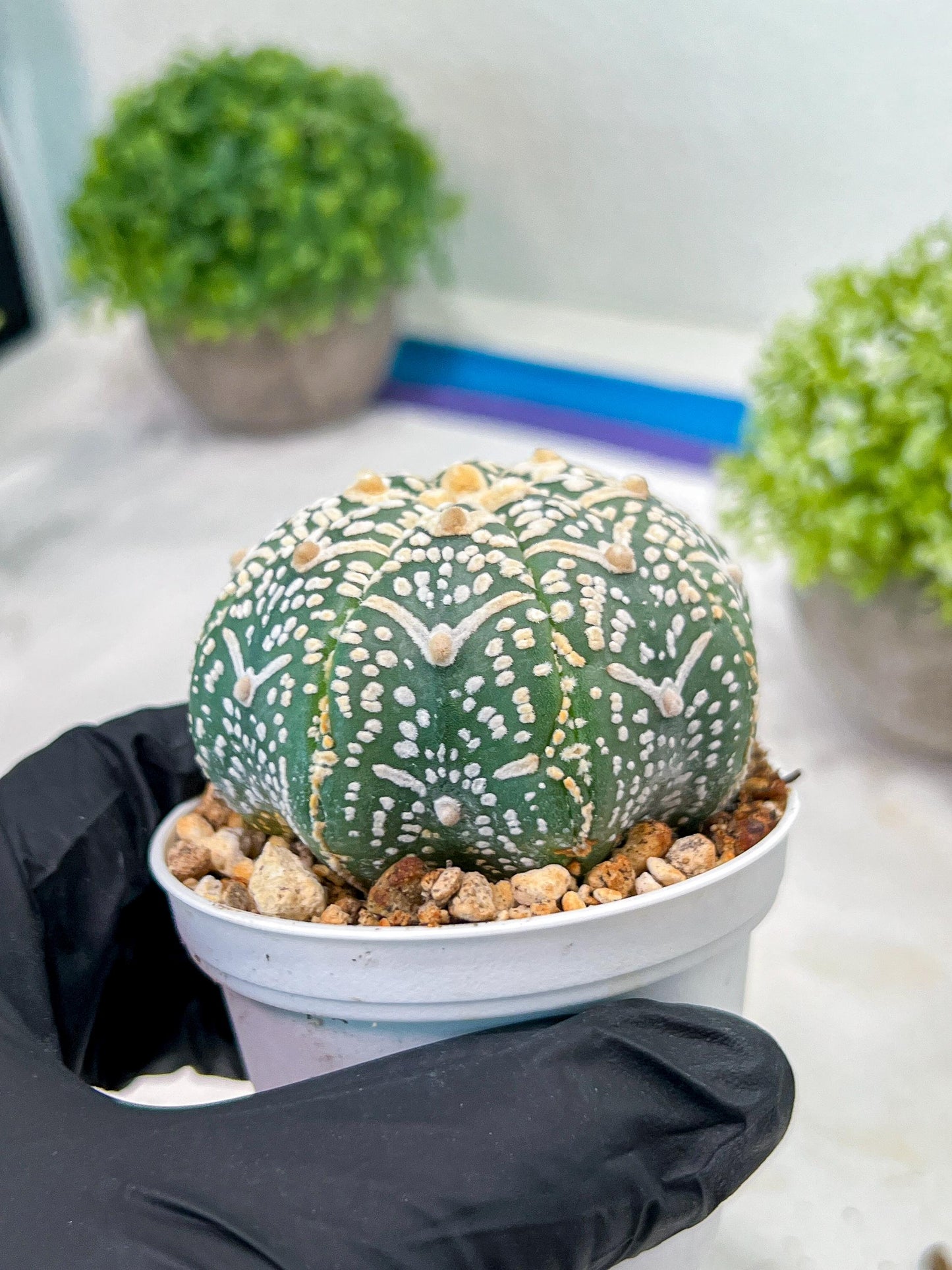 Custom Order- We’ll send you the exact live plant pictured (T3) (R1) | NEVADA Plant Seller | 3" Pot