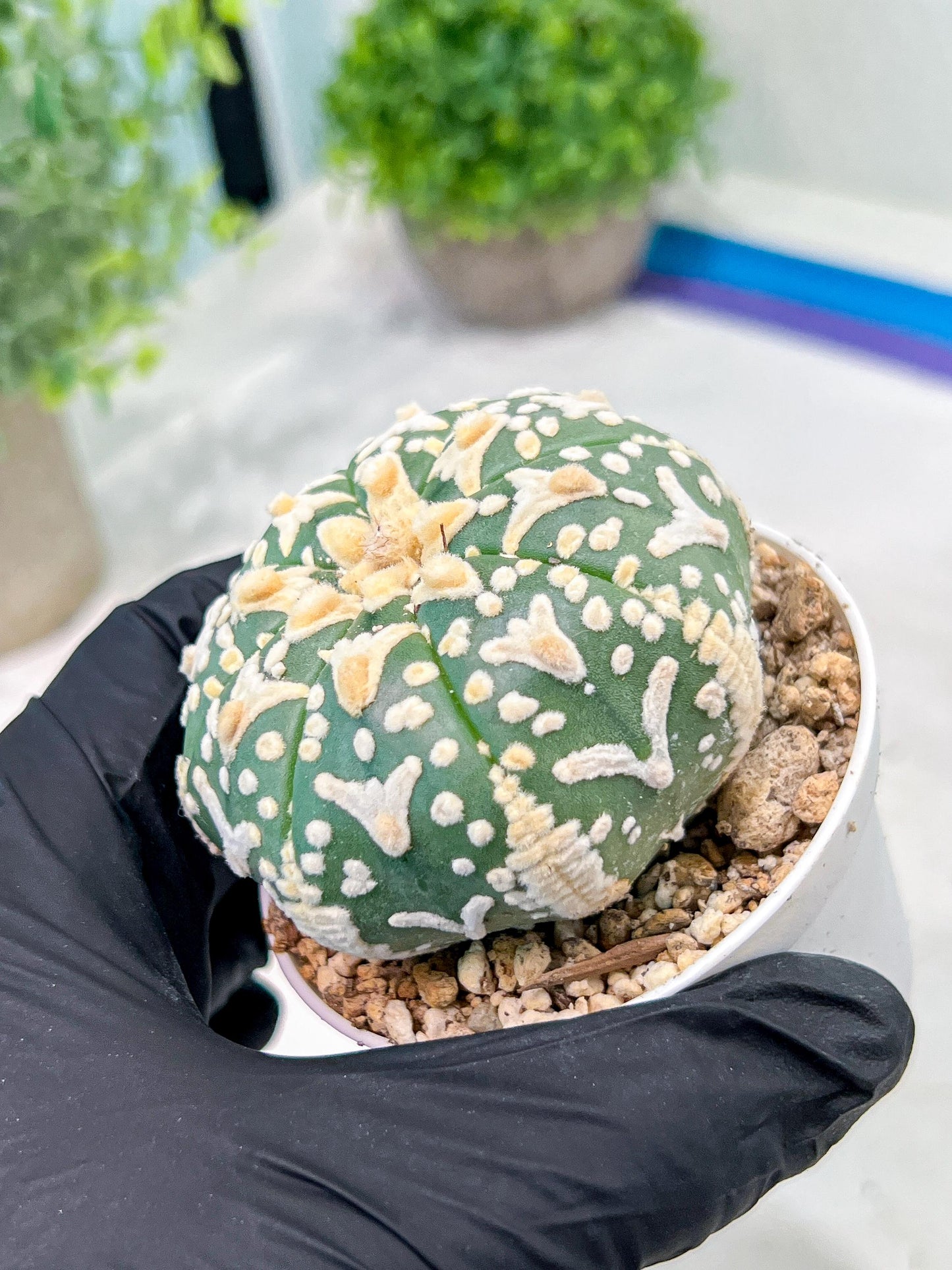 Custom Order- We’ll send you the exact live plant pictured (T3) (R2) | NEVADA Plant Seller | 3" Pot
