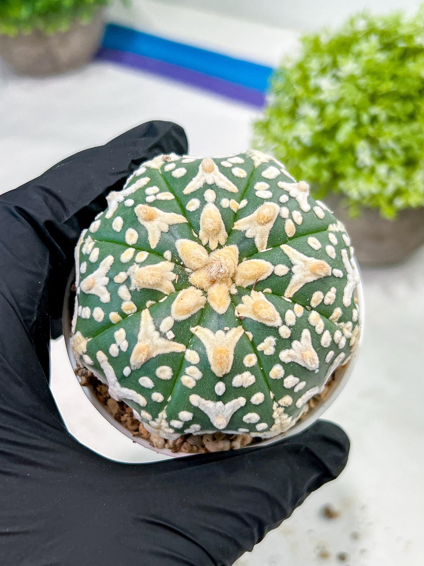 Custom Order- We’ll send you the exact live plant pictured (T3) (R2) | NEVADA Plant Seller | 3" Pot