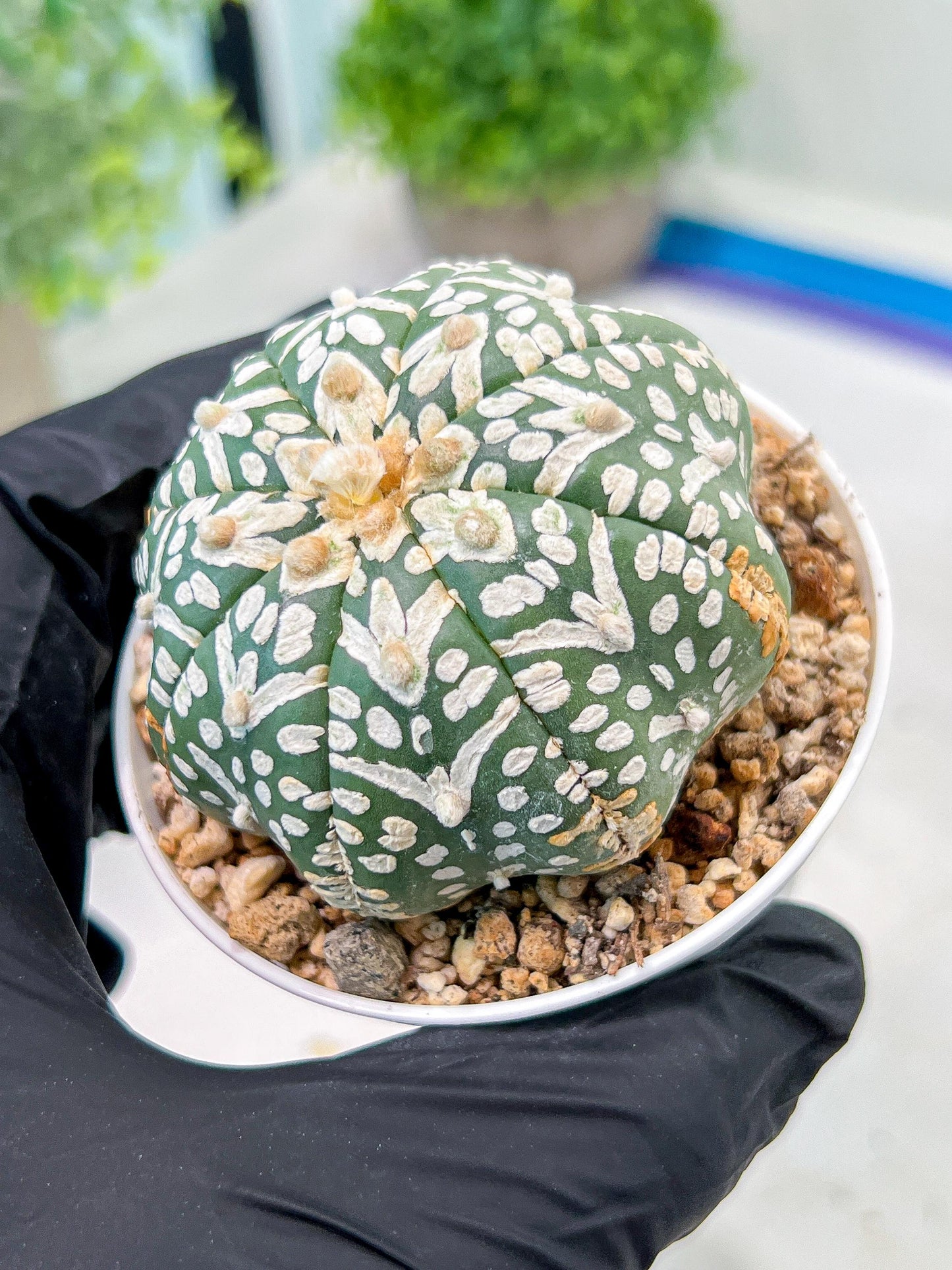 Custom Order- We’ll send you the exact live plant pictured (T3) (R3) | Las Vegas Plant Seller | 3" Pot