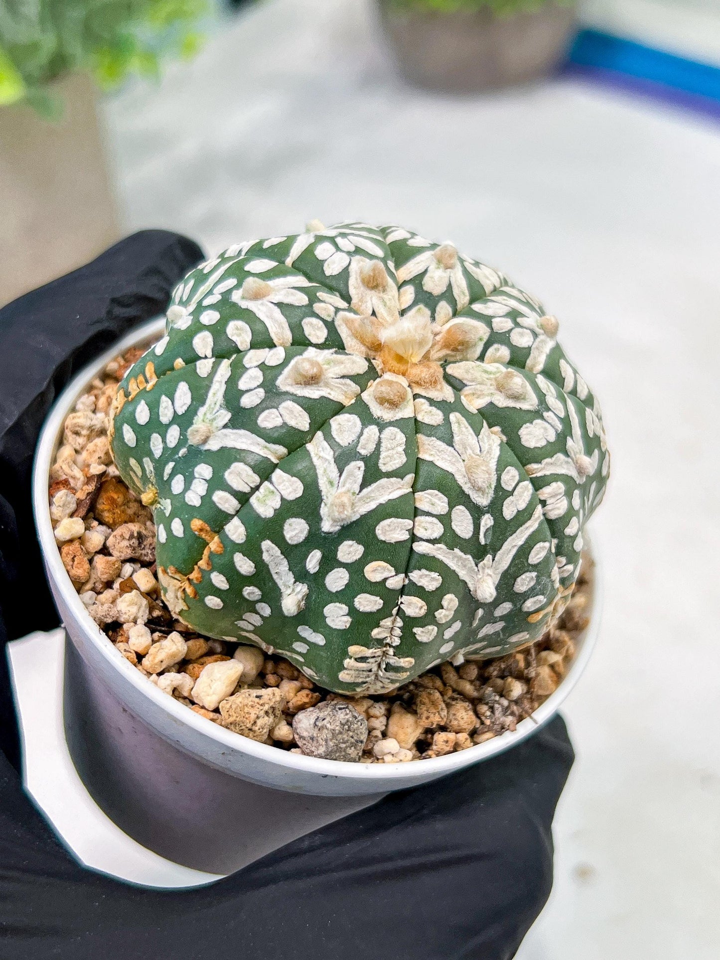 Custom Order- We’ll send you the exact live plant pictured (T3) (R3) | Las Vegas Plant Seller | 3" Pot