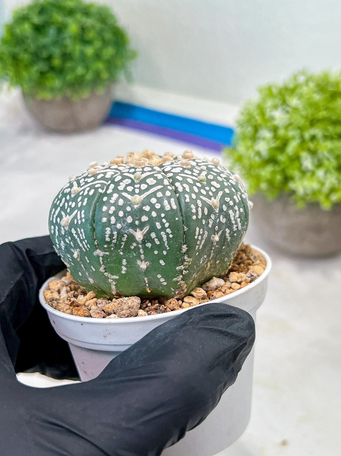 Custom Order- We’ll send you the exact live plant pictured (T3) (R4) | Vegas Seller | 3" Pot