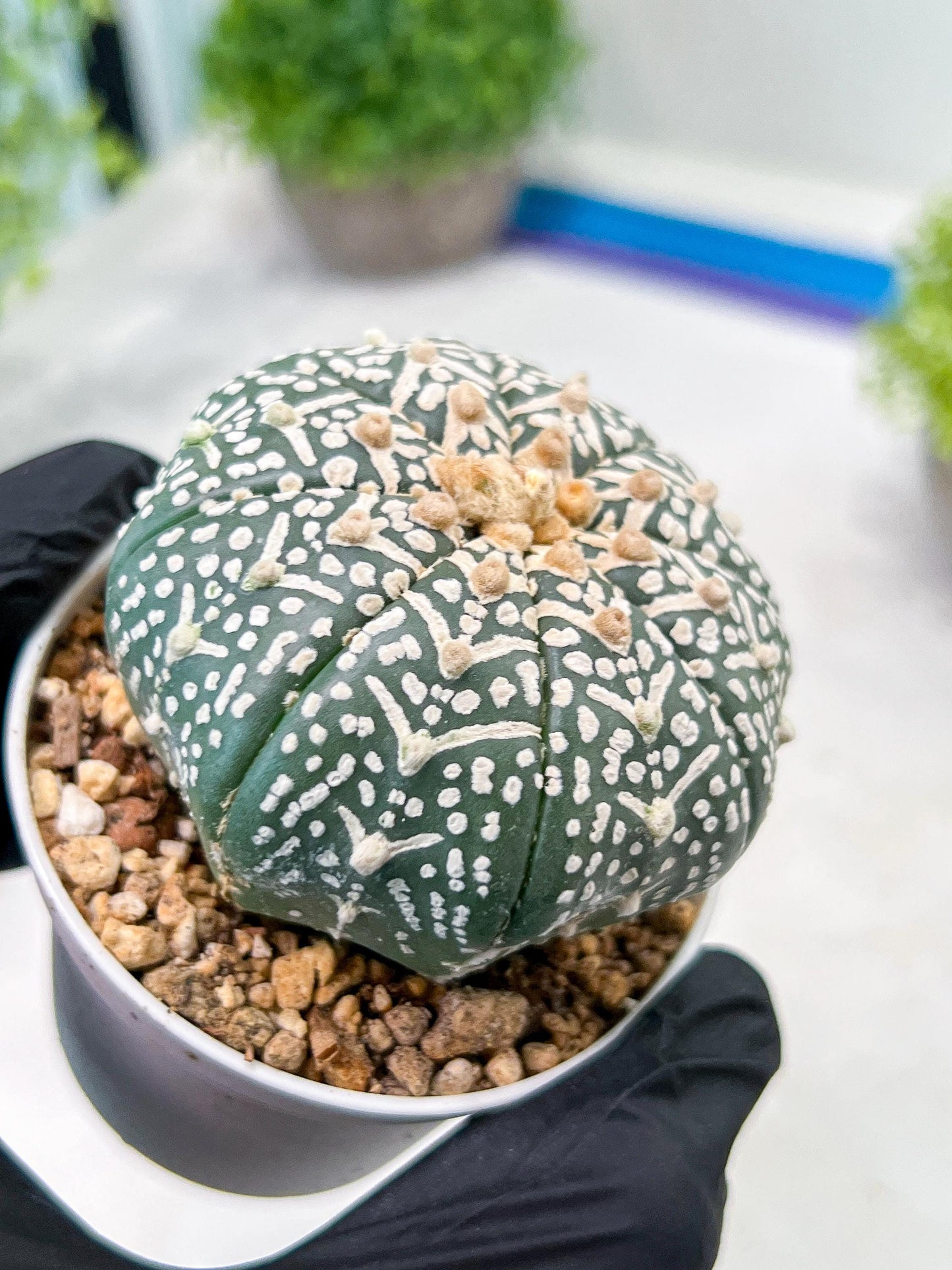 Custom Order- We’ll send you the exact live plant pictured (T3) (R4) | Vegas Seller | 3" Pot