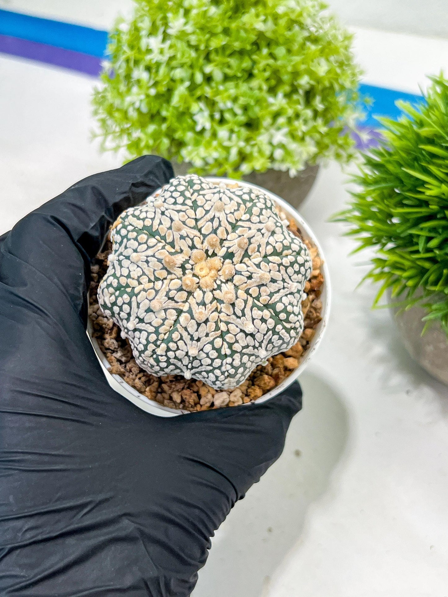 Custom Order- We’ll send you the exact live plant pictured (T3) (R5) | USA Plant SHOP | 3" Pot