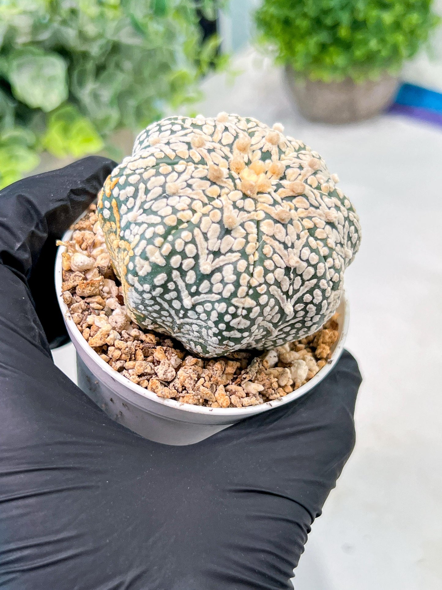Custom Order- We’ll send you the exact live plant pictured (T3) (R5) | USA Plant SHOP | 3" Pot