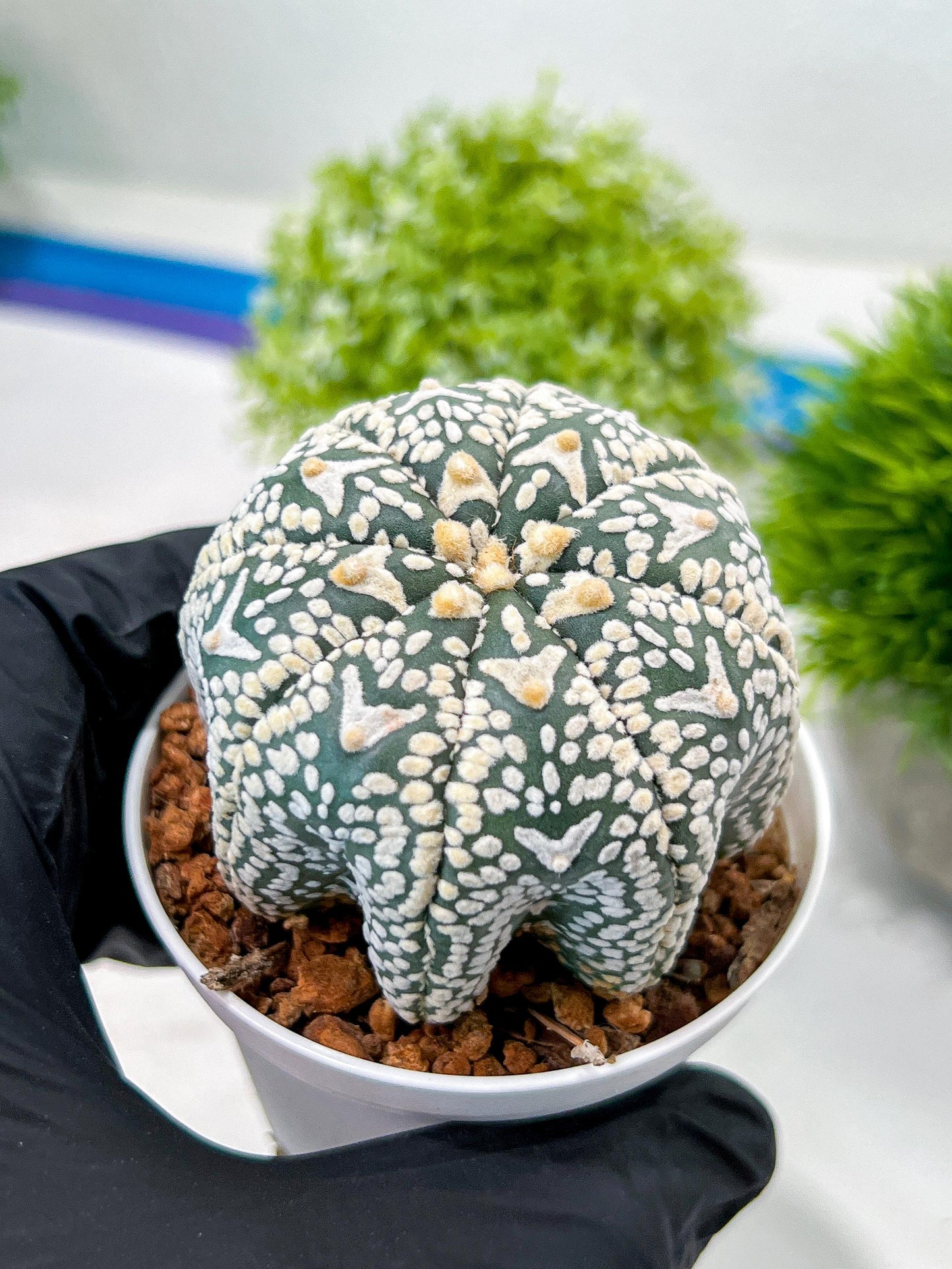 Custom Order- We’ll send you the exact live plant pictured (T3) (R6) | Ship from USA | 3" Pot