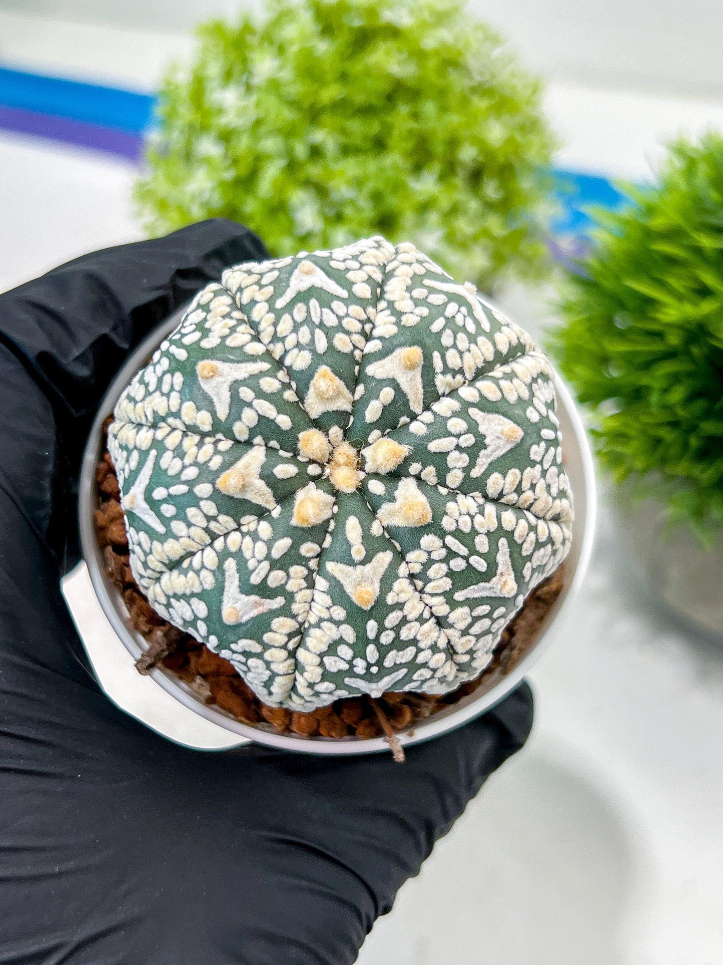 Custom Order- We’ll send you the exact live plant pictured (T3) (R6) | Ship from USA | 3" Pot