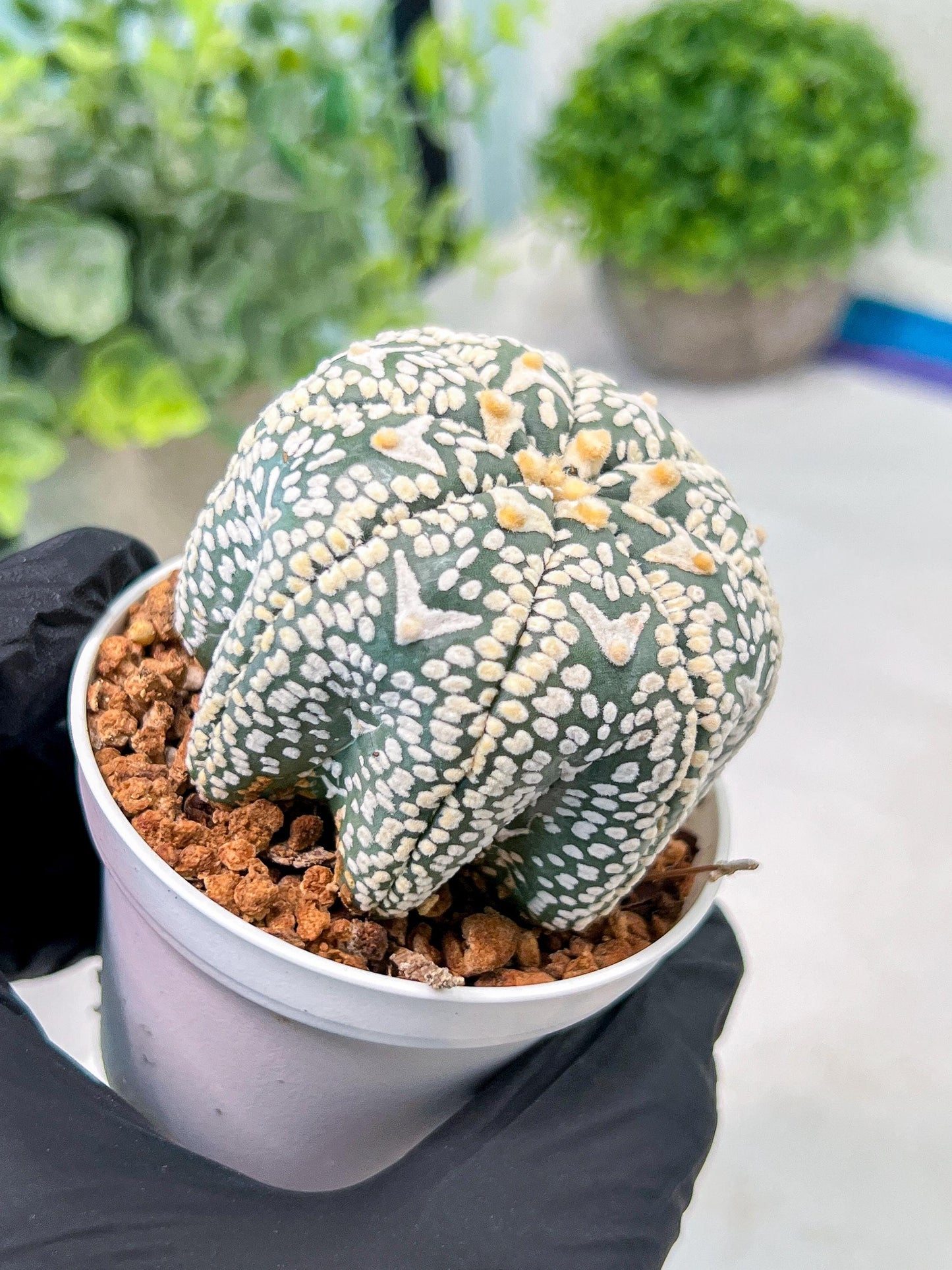 Custom Order- We’ll send you the exact live plant pictured (T3) (R6) | Ship from USA | 3" Pot
