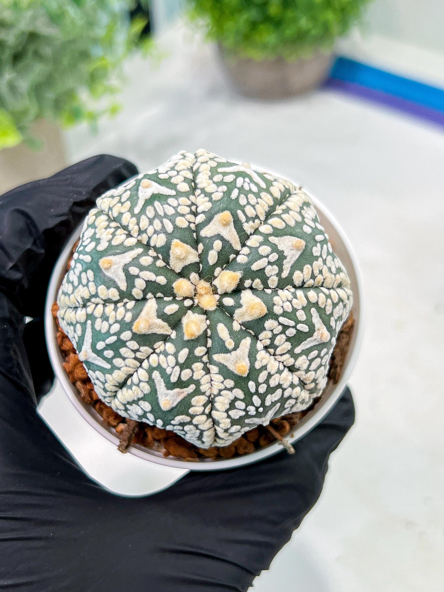 Custom Order- We’ll send you the exact live plant pictured (T3) (R6) | Ship from USA | 3" Pot
