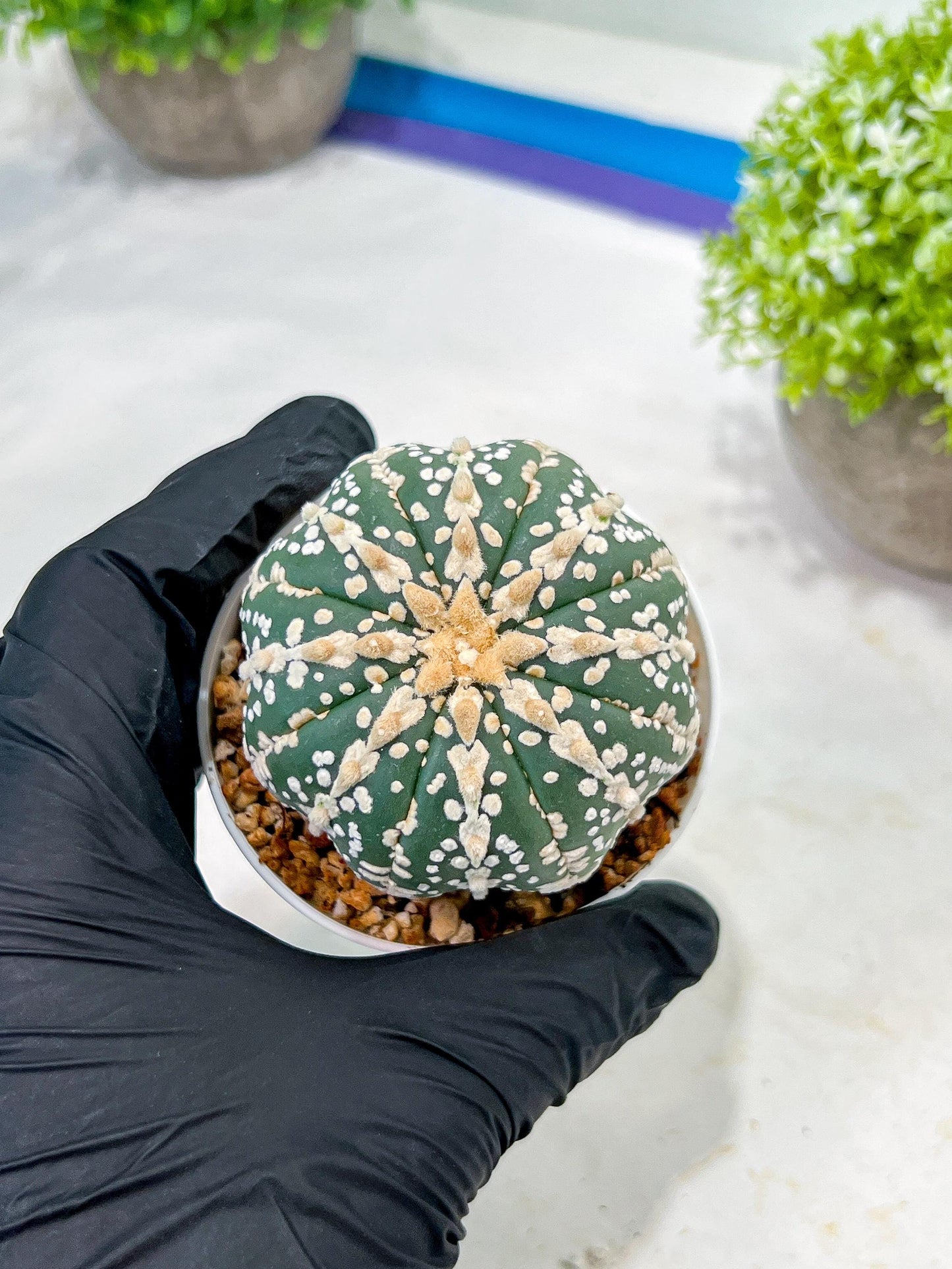 Custom Order- We’ll send you the exact live plant pictured (T3) (o1) | NEVADA Plant Seller | 3" Pot