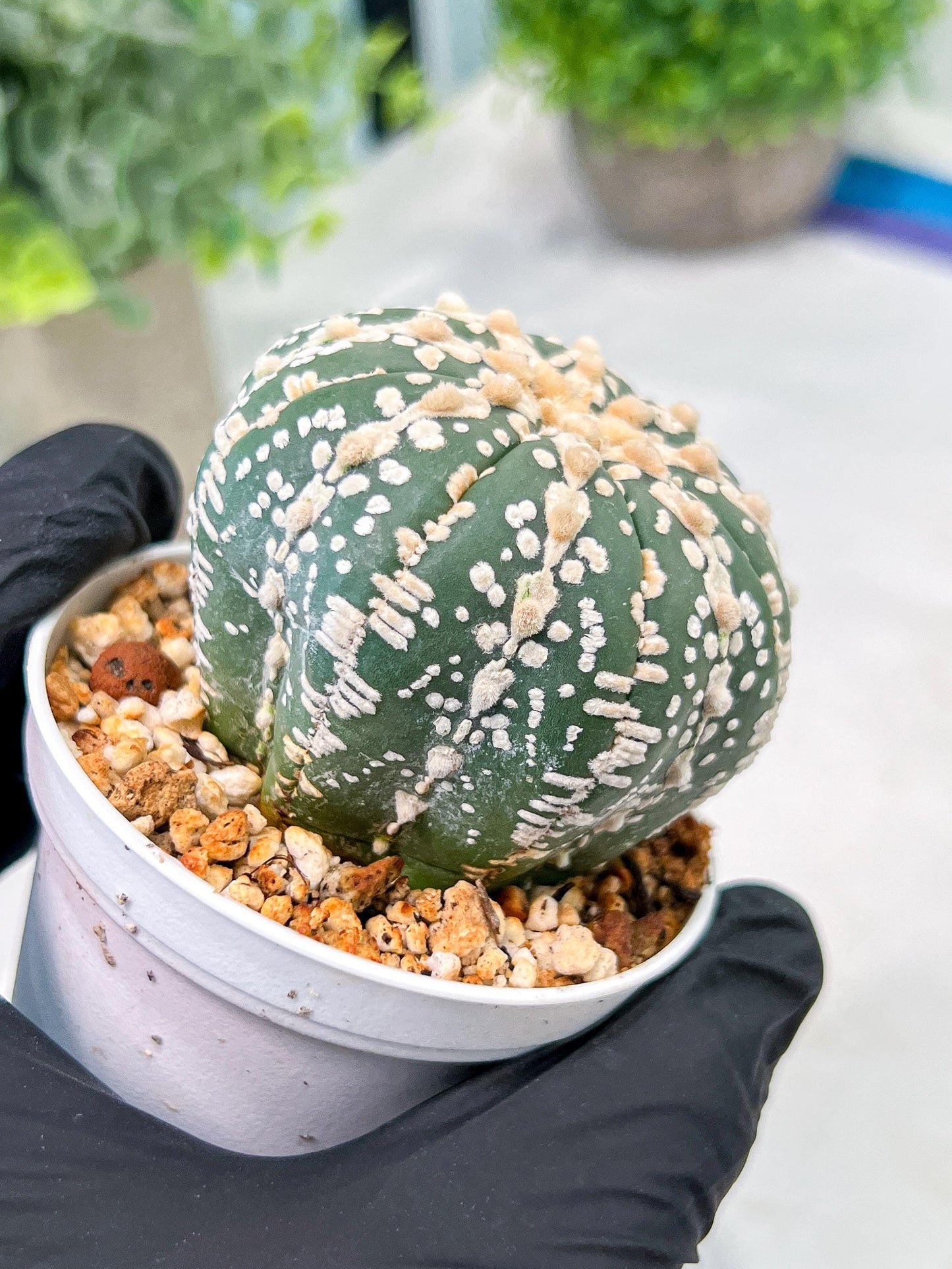 Custom Order- We’ll send you the exact live plant pictured (T3) (o1) | NEVADA Plant Seller | 3" Pot
