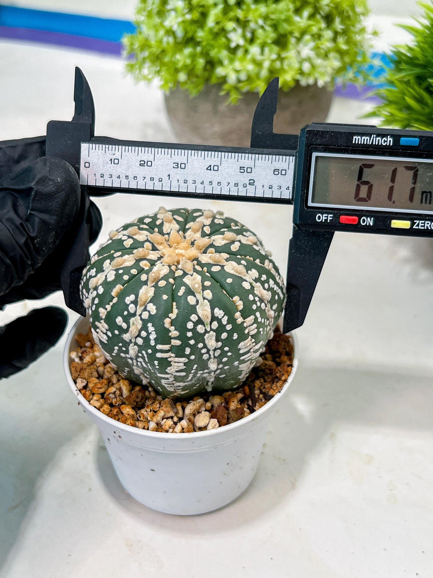 Custom Order- We’ll send you the exact live plant pictured (T3) (o1) | NEVADA Plant Seller | 3" Pot