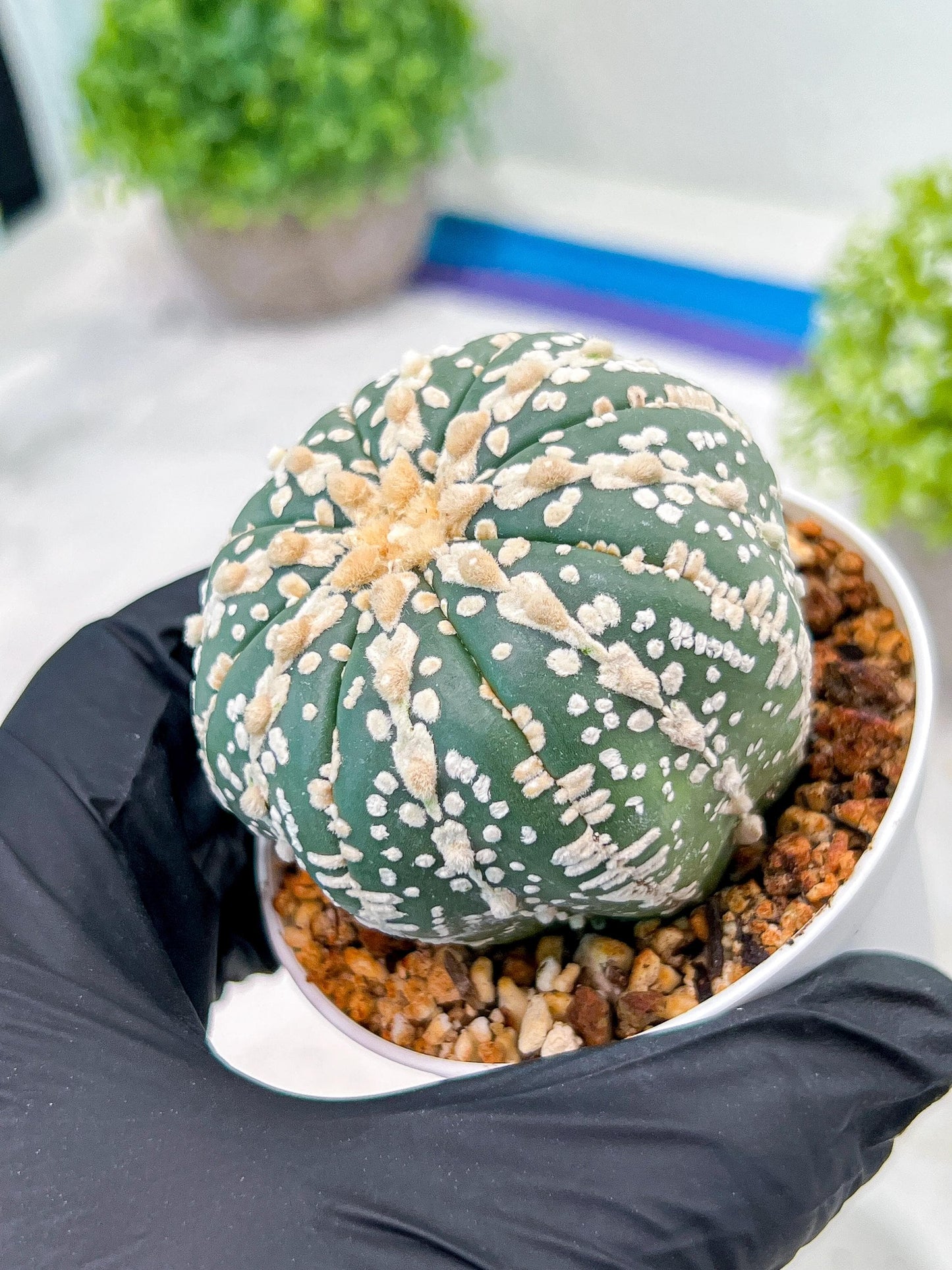 Custom Order- We’ll send you the exact live plant pictured (T3) (o1) | NEVADA Plant Seller | 3" Pot