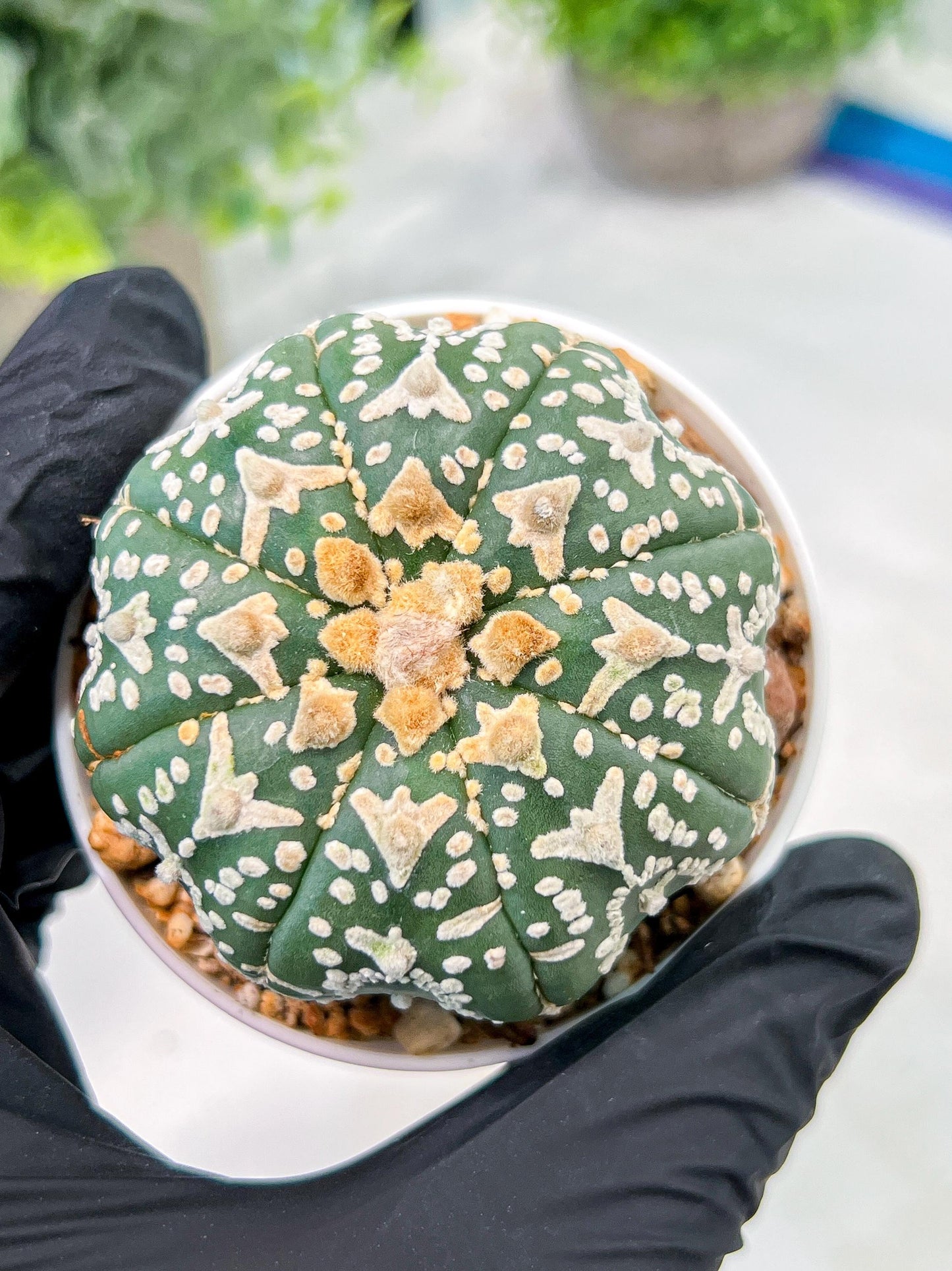 Custom Order- We’ll send you the exact live plant pictured (T3) (o2) | NEVADA Plant Seller | 3" Pot