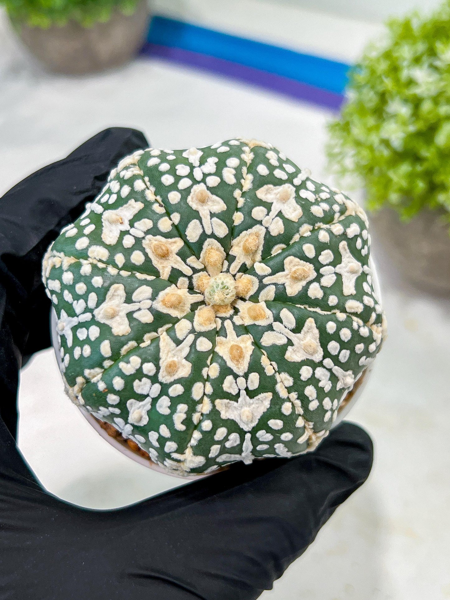 Custom Order- We’ll send you the exact live plant pictured (T3) (o3) | Las Vegas Plant Seller | 3" Pot