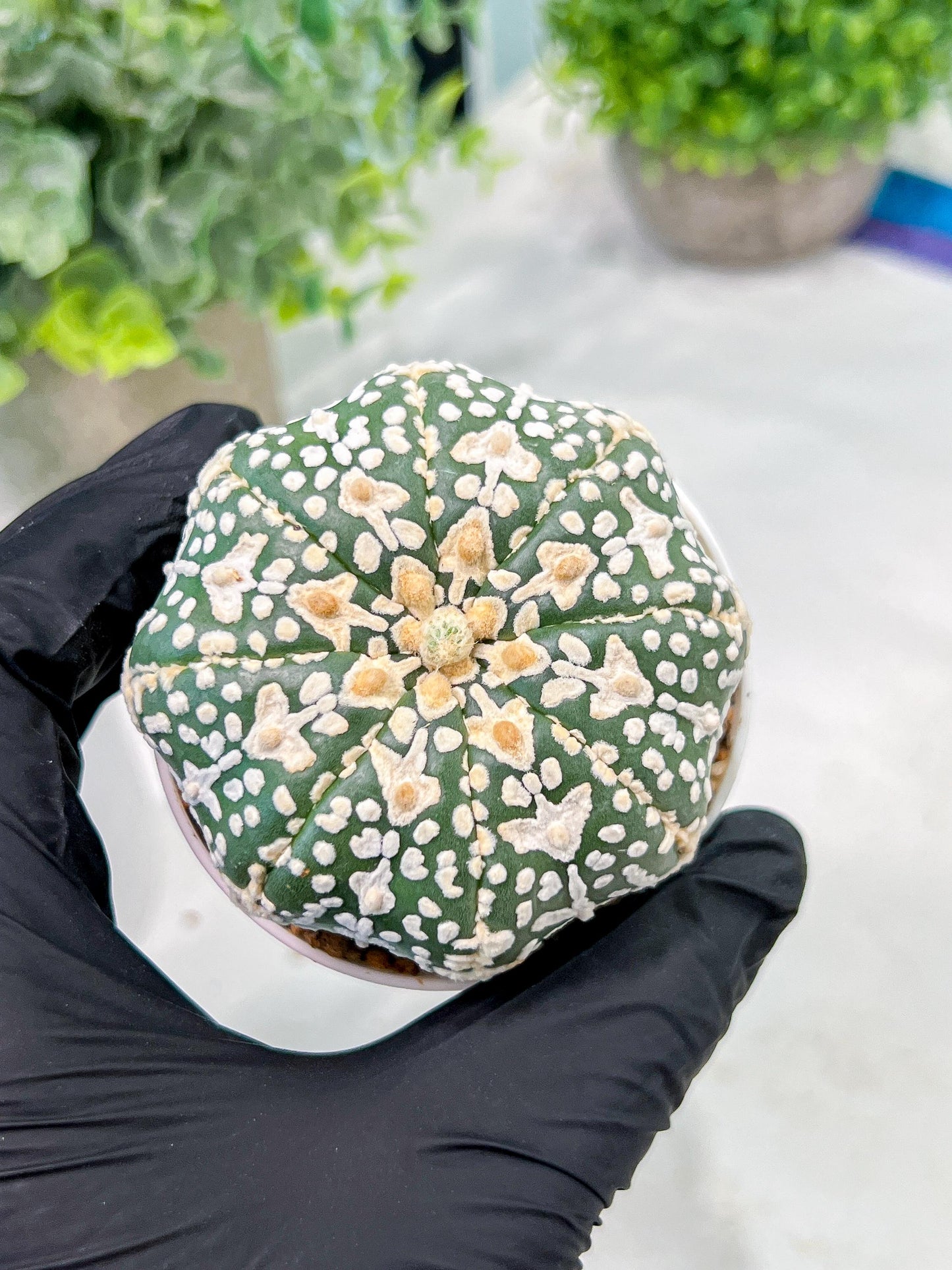Custom Order- We’ll send you the exact live plant pictured (T3) (o3) | Las Vegas Plant Seller | 3" Pot