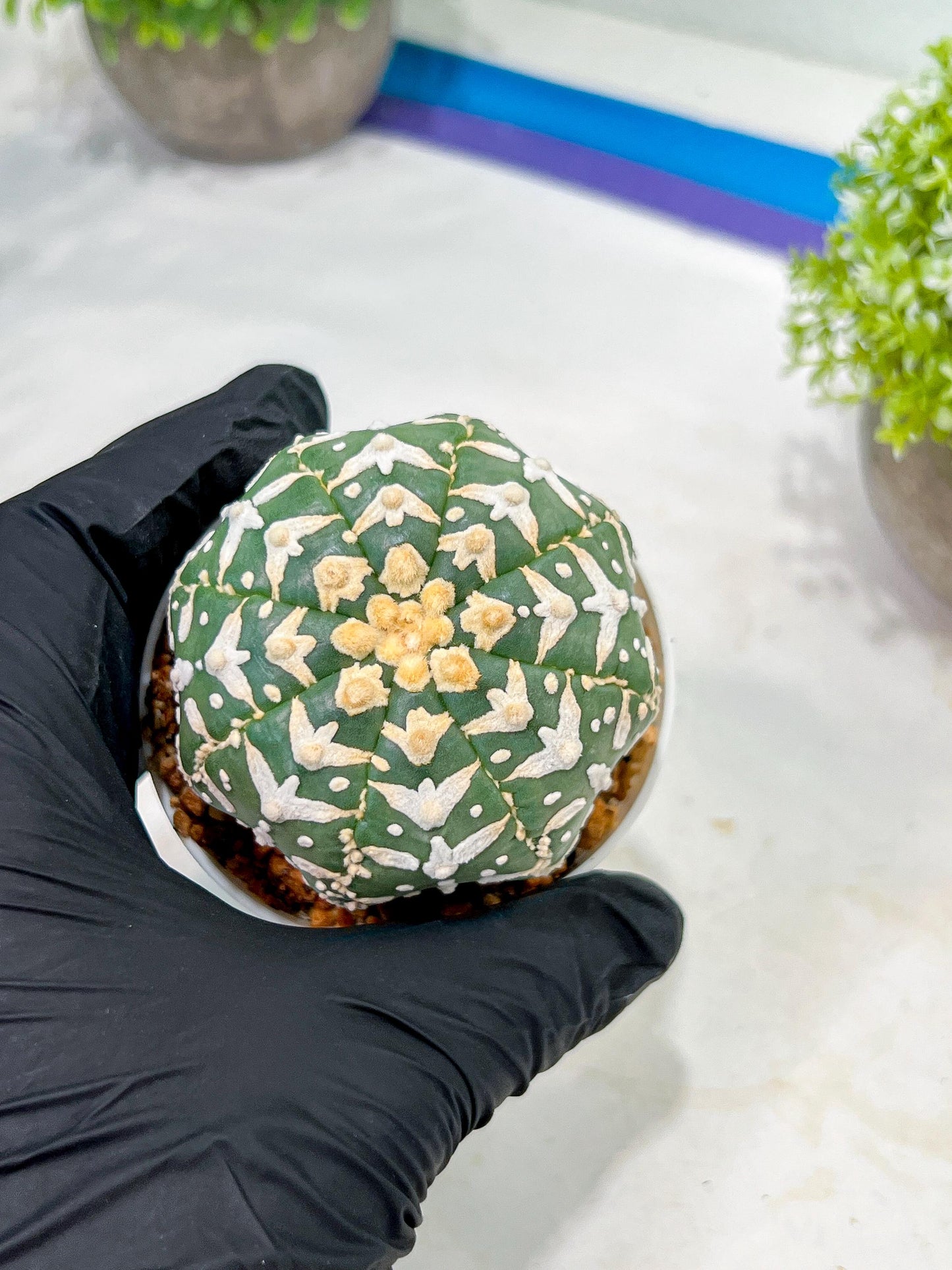 Custom Order- We’ll send you the exact live plant pictured (T3) (o4) | Vegas Seller | 3" Pot