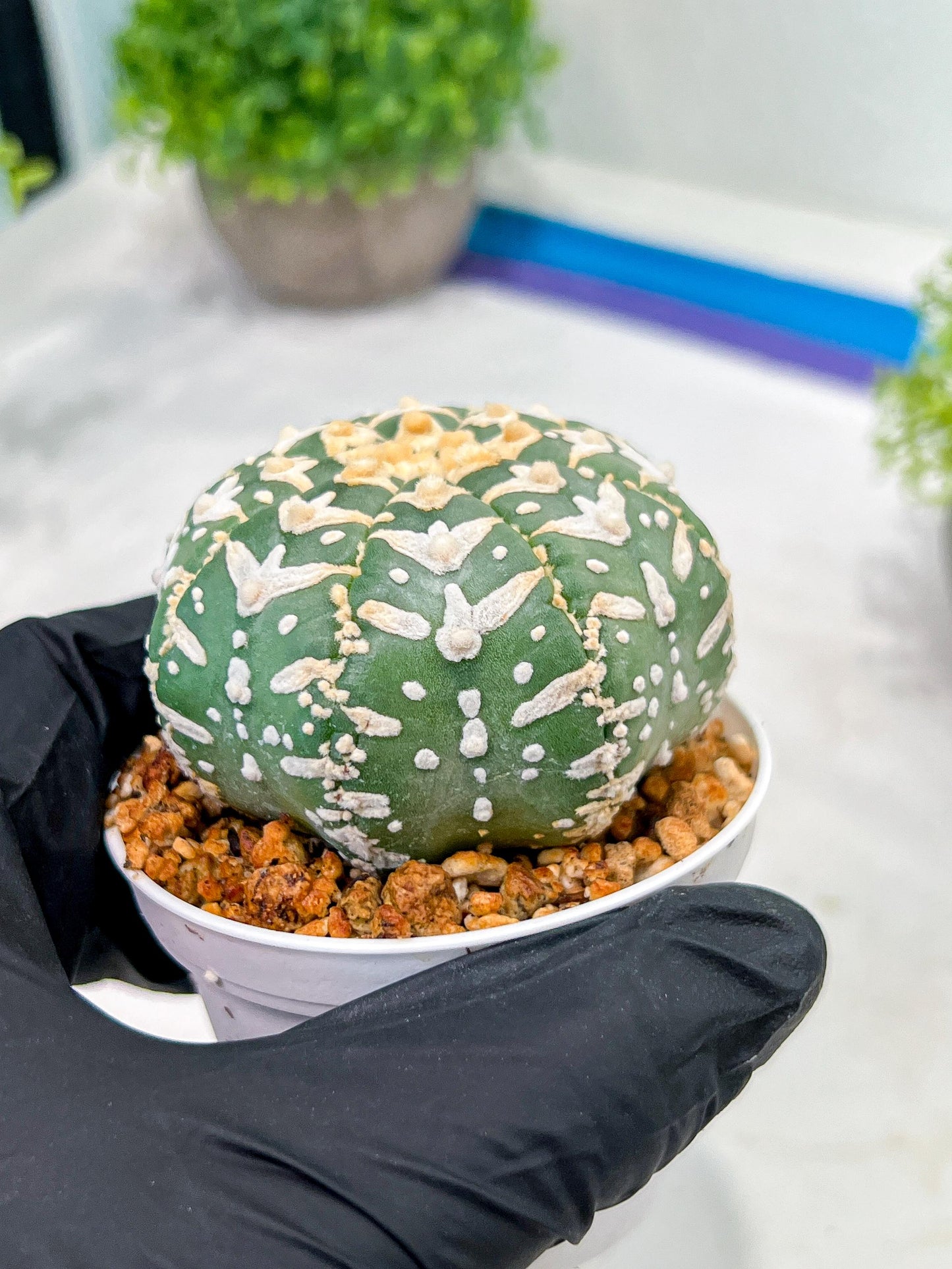 Custom Order- We’ll send you the exact live plant pictured (T3) (o4) | Vegas Seller | 3" Pot