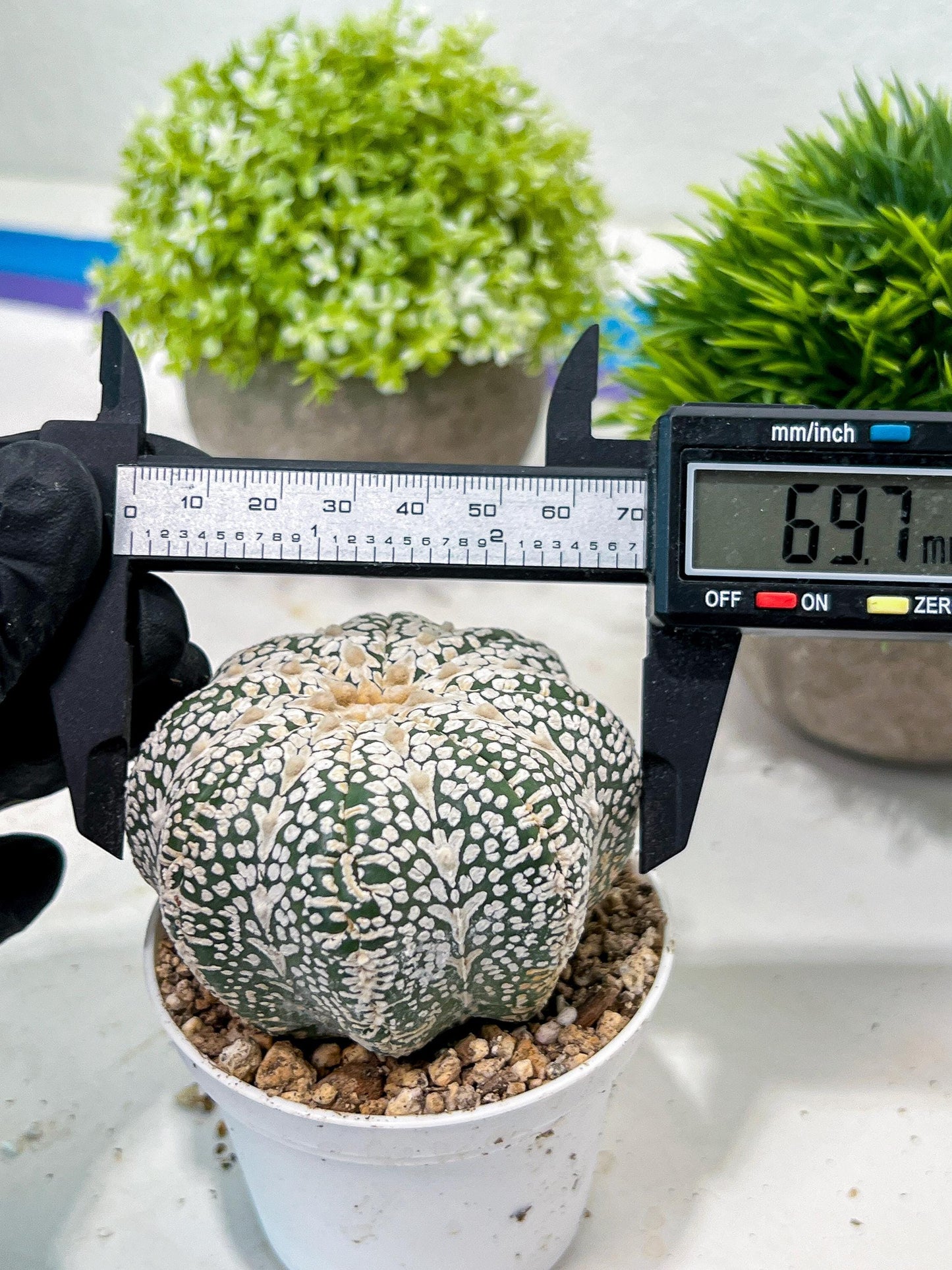 Custom Order- We’ll send you the exact live plant pictured (T3) (o5) | USA Plant SHOP | 3" Pot