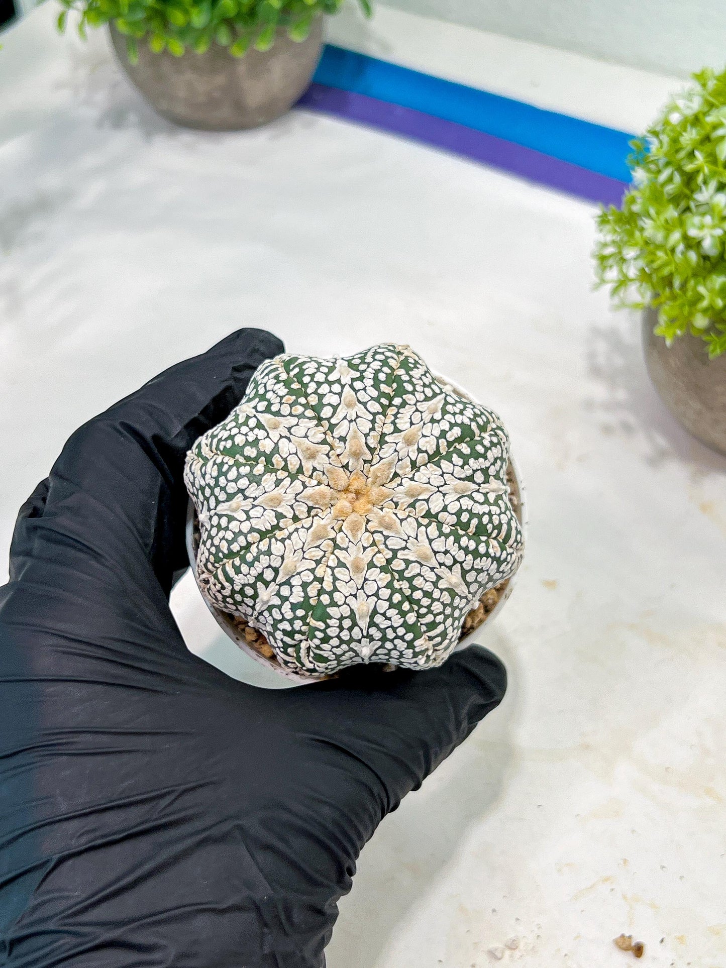 Custom Order- We’ll send you the exact live plant pictured (T3) (o5) | USA Plant SHOP | 3" Pot