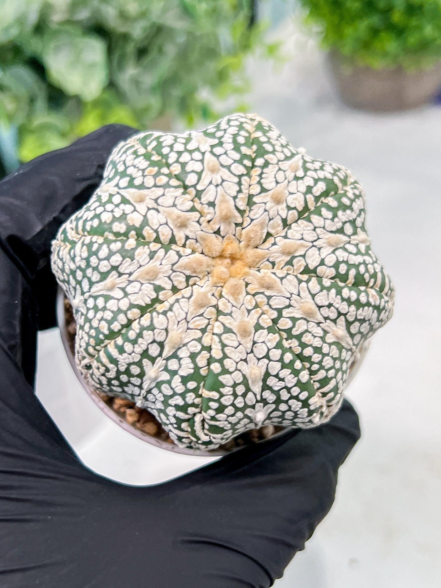 Custom Order- We’ll send you the exact live plant pictured (T3) (o5) | USA Plant SHOP | 3" Pot