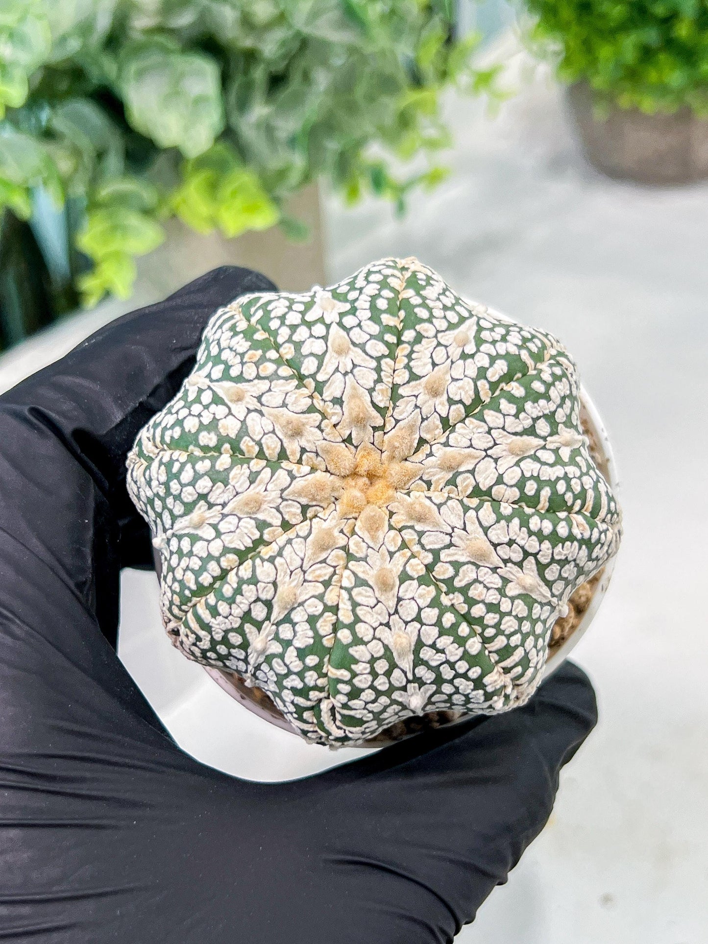 Custom Order- We’ll send you the exact live plant pictured (T3) (o5) | USA Plant SHOP | 3" Pot