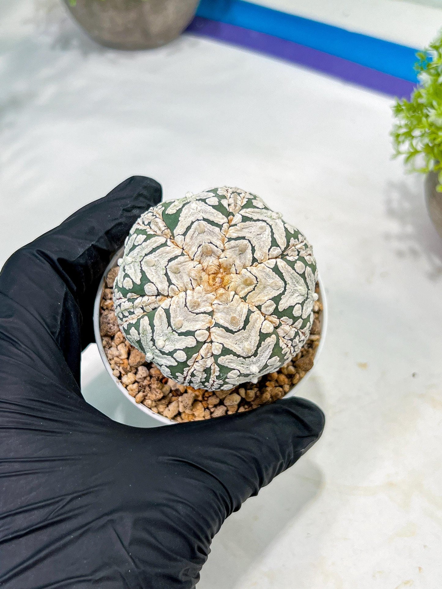 Custom Order- We’ll send you the exact live plant pictured (T3) (o6) | Ship from USA | 3" Pot