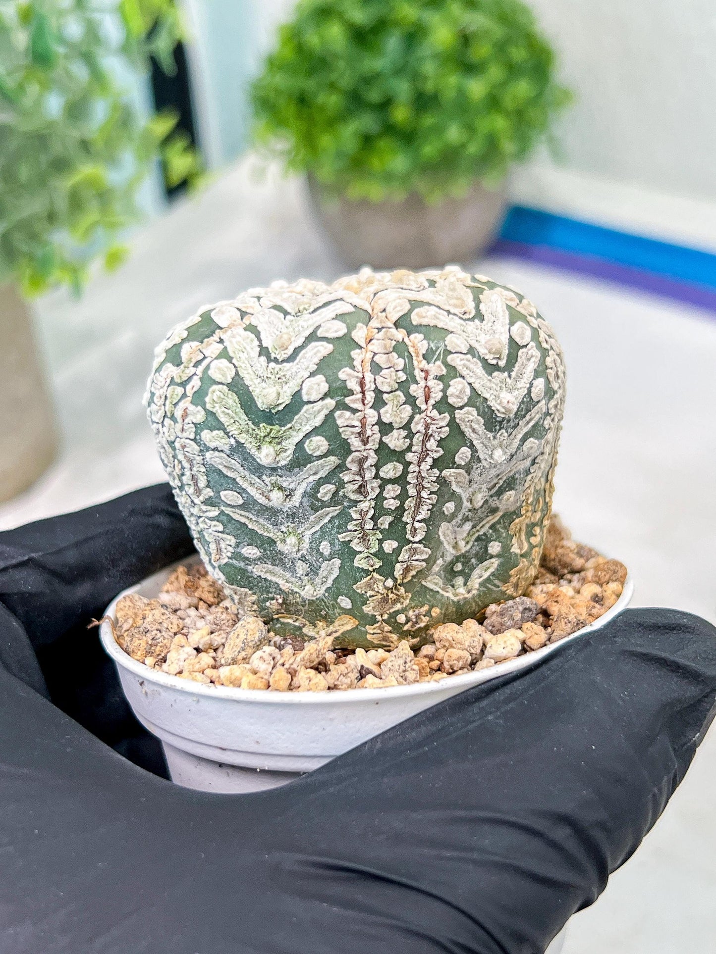 Custom Order- We’ll send you the exact live plant pictured (T3) (o6) | Ship from USA | 3" Pot