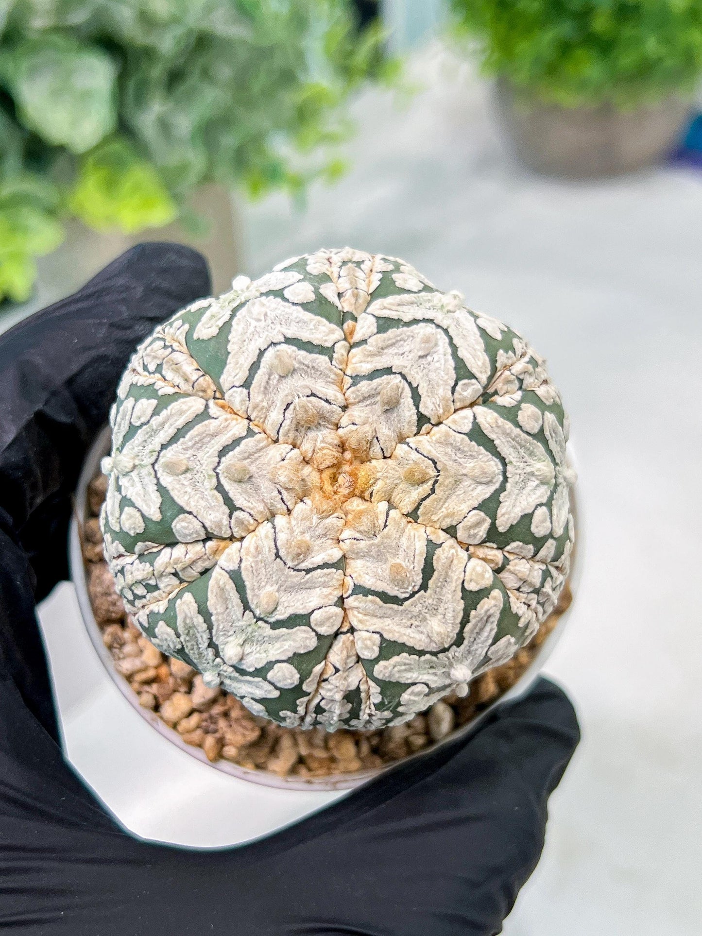 Custom Order- We’ll send you the exact live plant pictured (T3) (o6) | Ship from USA | 3" Pot