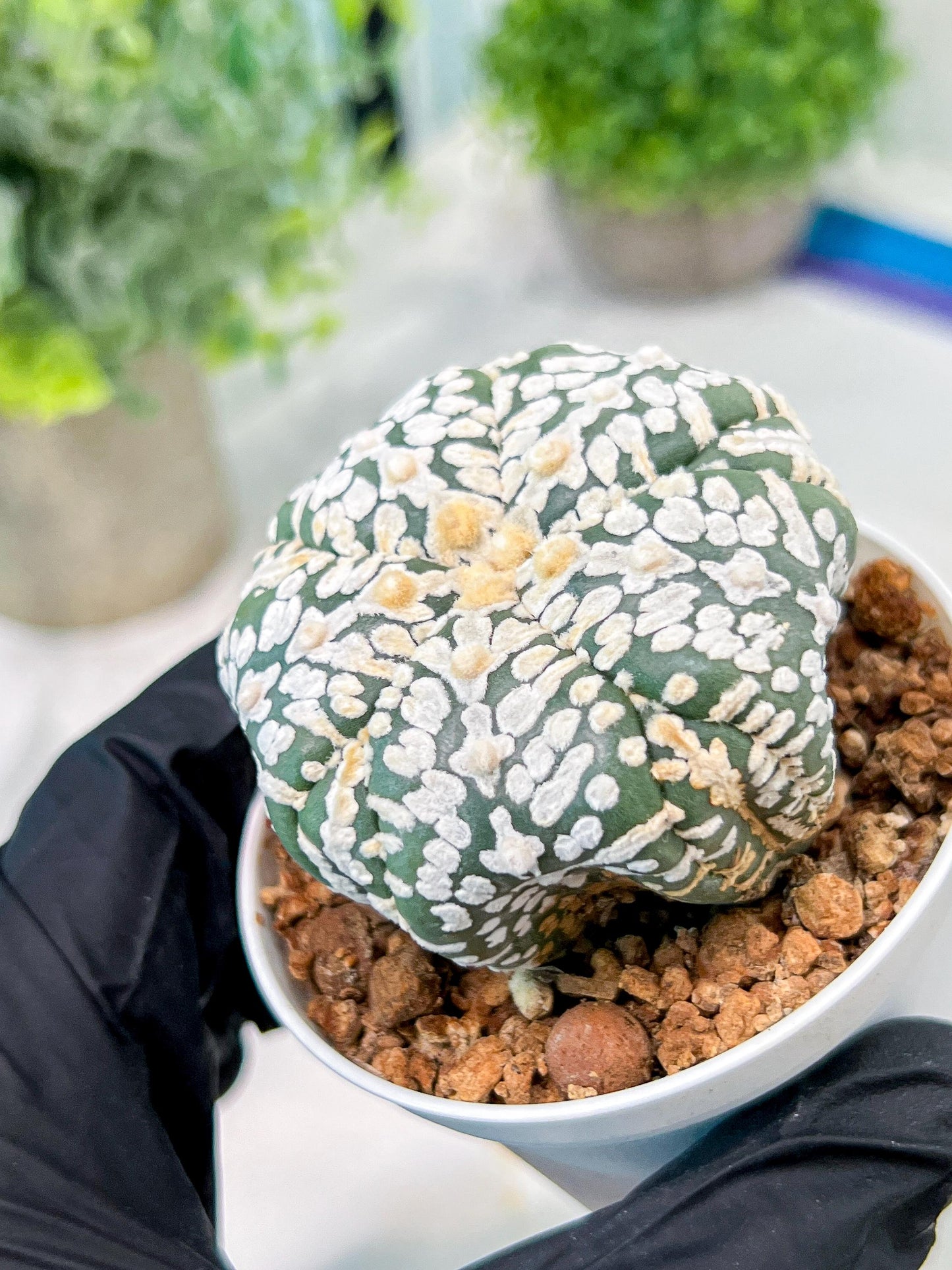 Custom Order- We’ll send you the exact live plant pictured (T3) (o7) | Las Vegas Seller | 3" Pot
