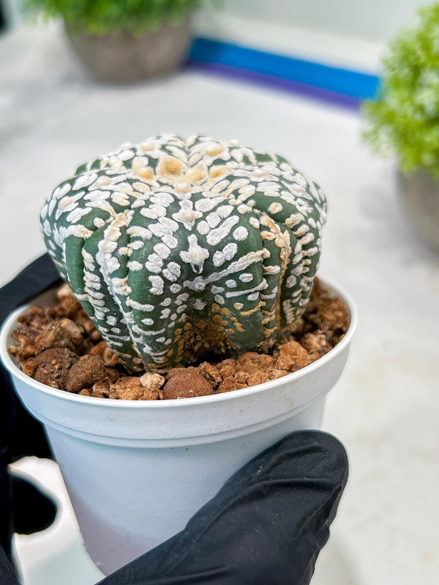Custom Order- We’ll send you the exact live plant pictured (T3) (o7) | Las Vegas Seller | 3" Pot