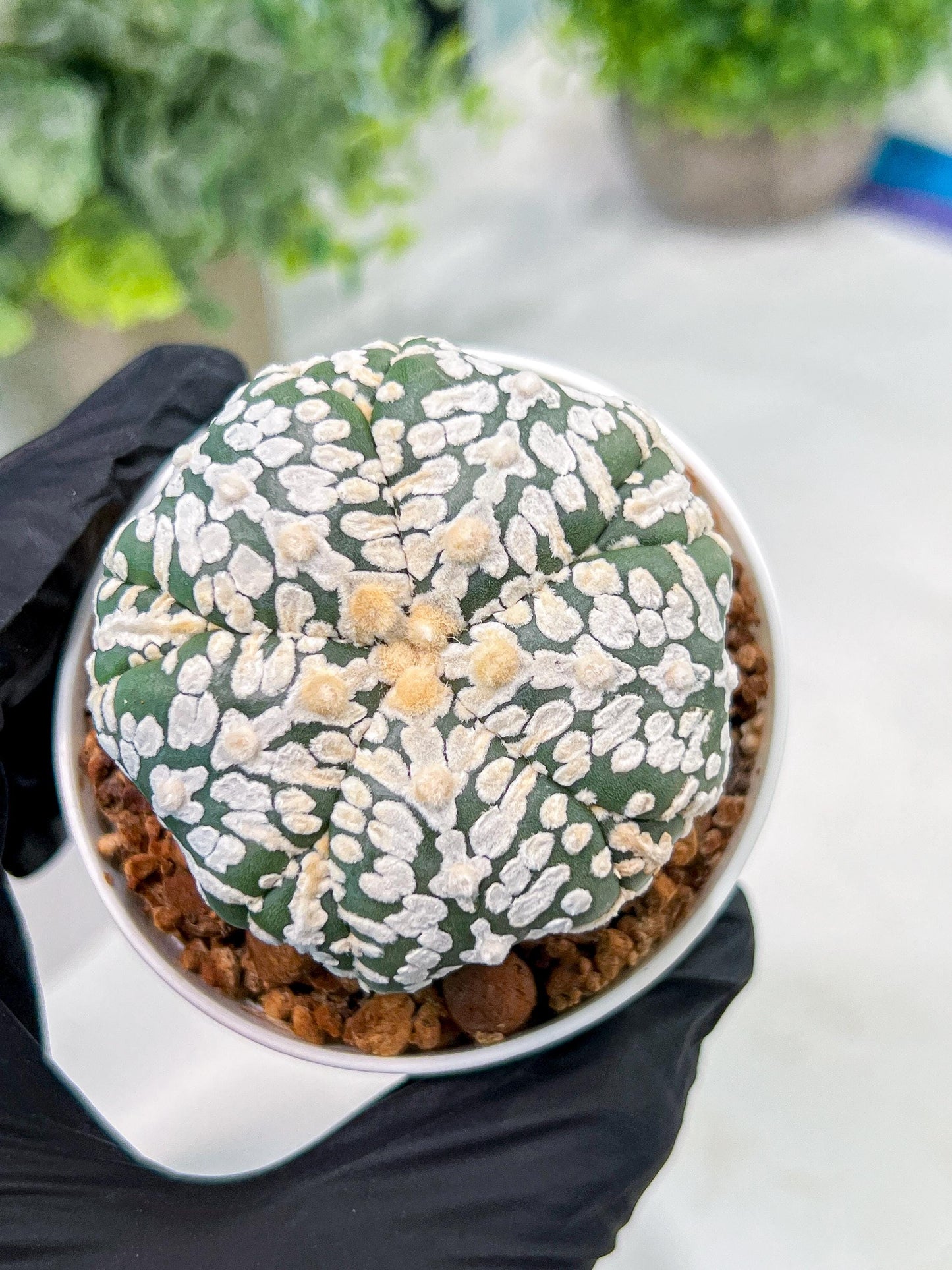 Custom Order- We’ll send you the exact live plant pictured (T3) (o7) | Las Vegas Seller | 3" Pot