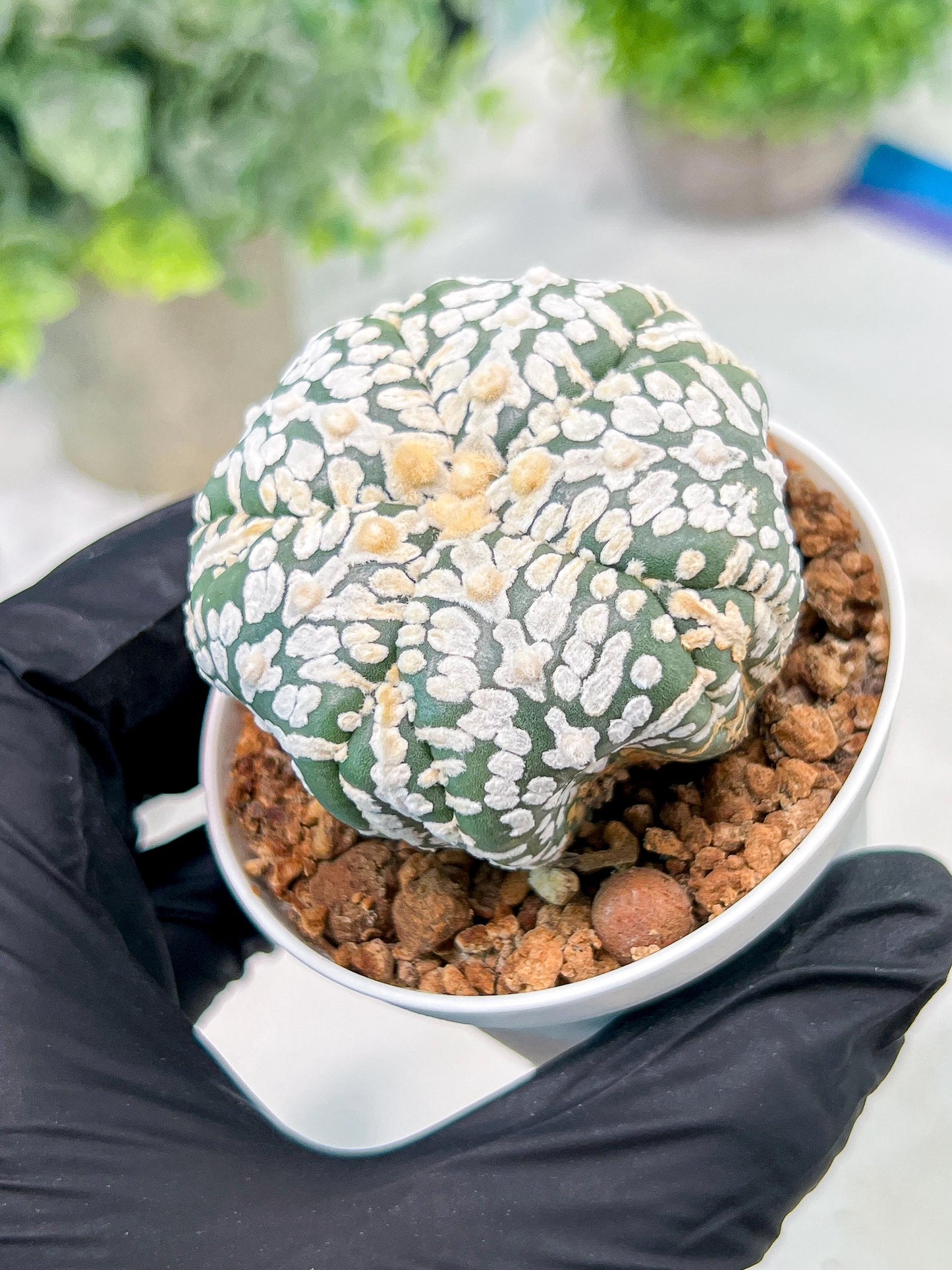 Custom Order- We’ll send you the exact live plant pictured (T3) (o7) | Las Vegas Seller | 3" Pot