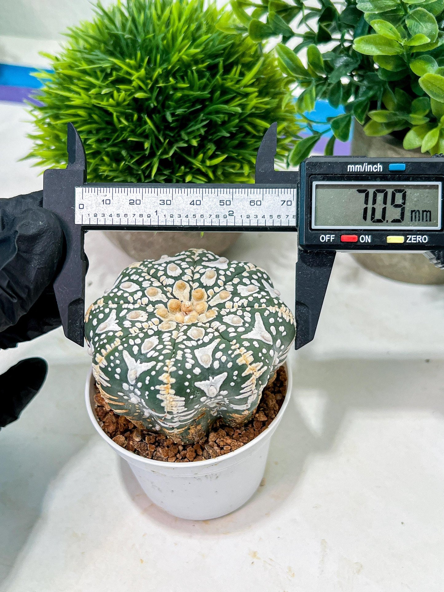 Custom Order- We’ll send you the exact live plant pictured (T4) (p1) | NEVADA Plant Seller | 3" Pot