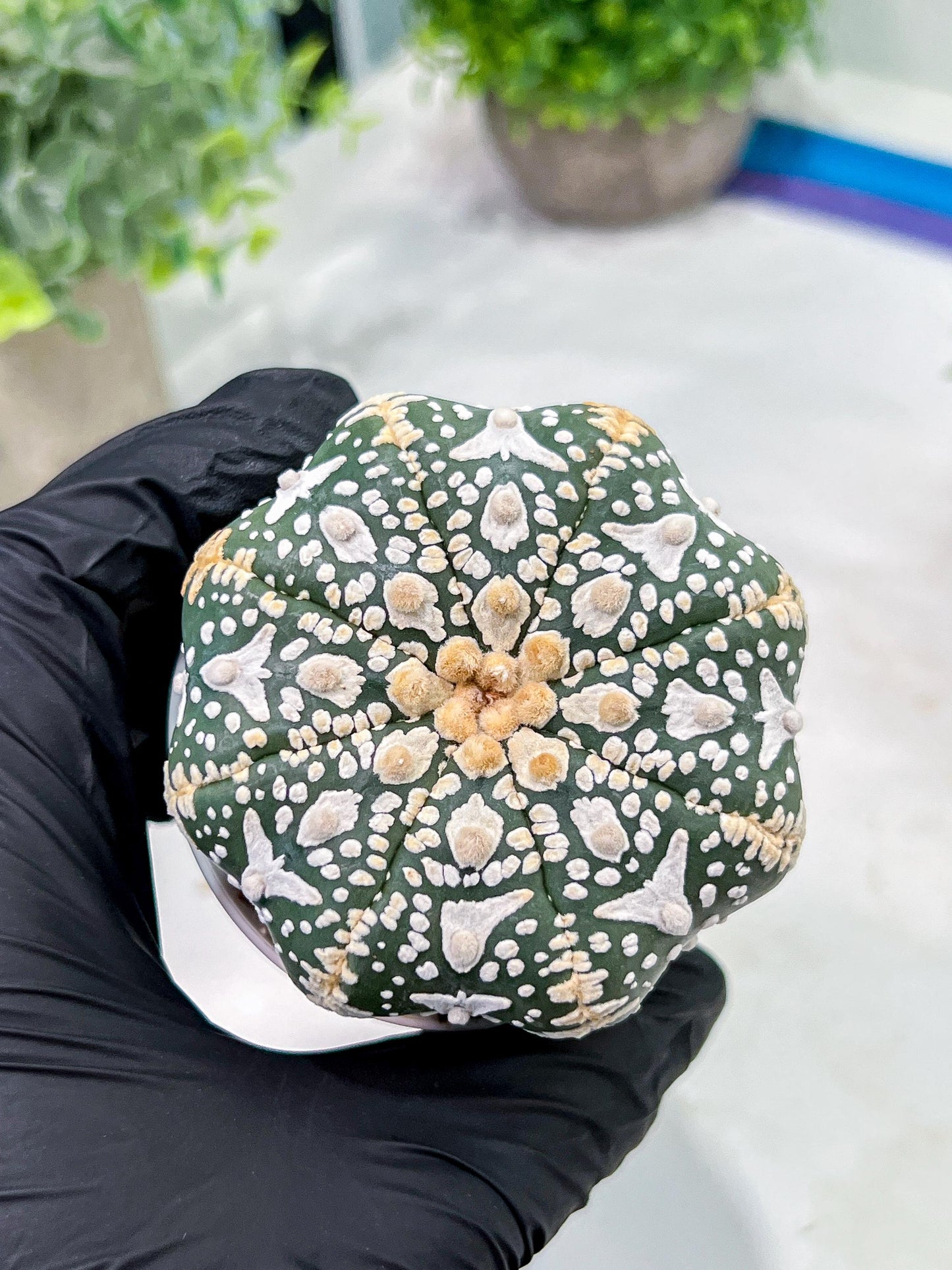 Custom Order- We’ll send you the exact live plant pictured (T4) (p1) | NEVADA Plant Seller | 3" Pot