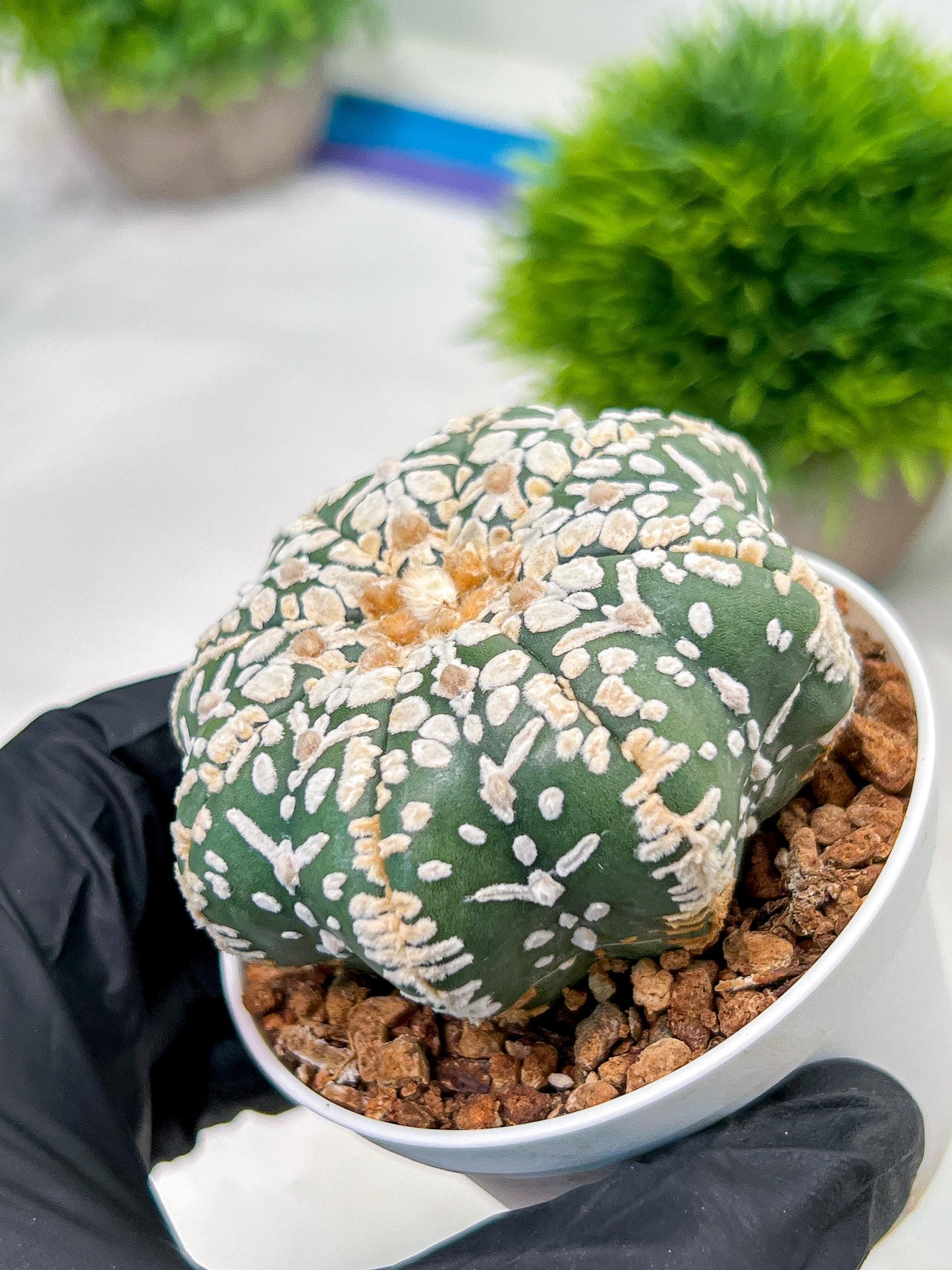 Custom Order- We’ll send you the exact live plant pictured (T4) (p2) | USA Plant Seller | 3" Pot