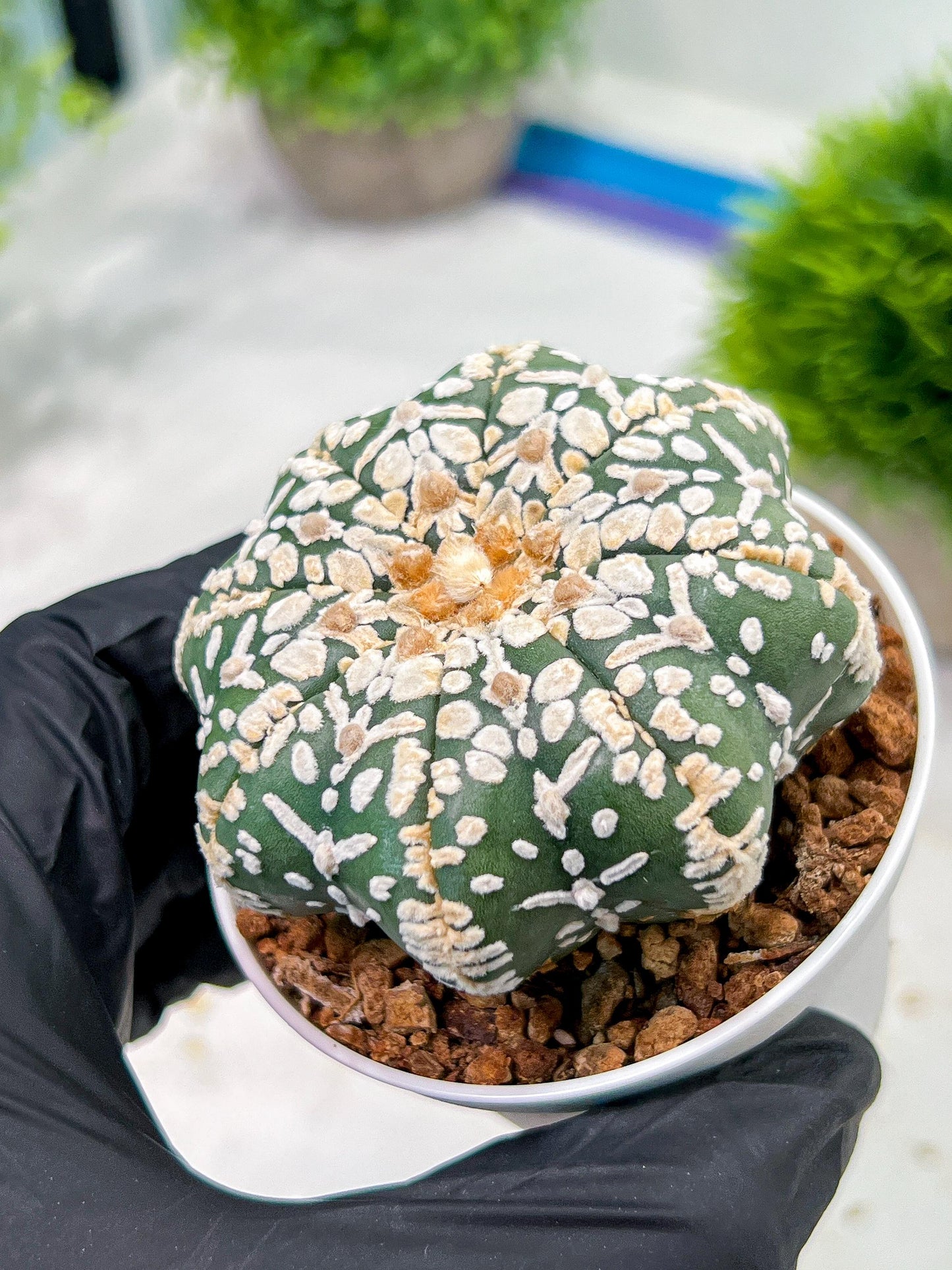 Custom Order- We’ll send you the exact live plant pictured (T4) (p2) | USA Plant Seller | 3" Pot