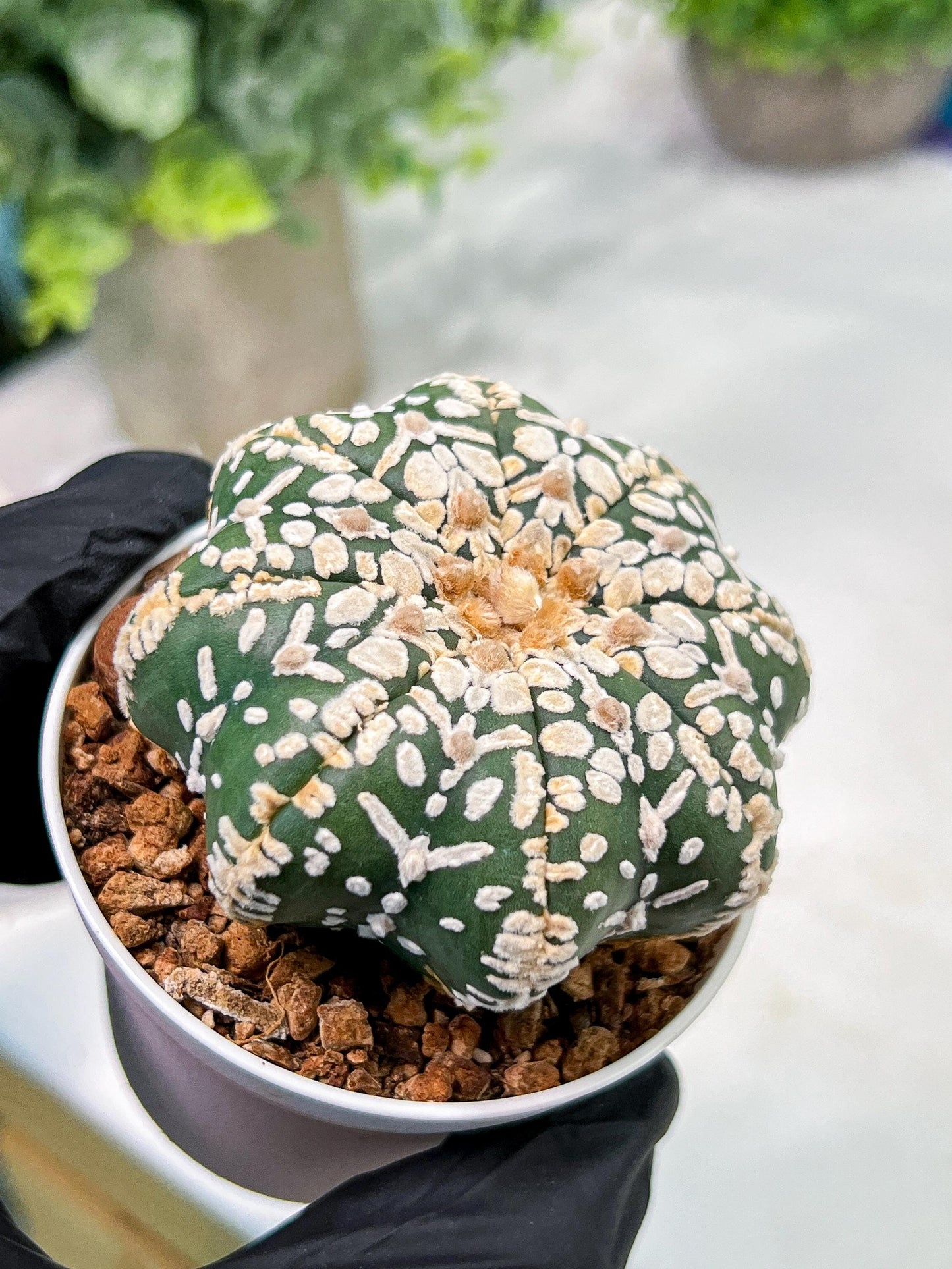 Custom Order- We’ll send you the exact live plant pictured (T4) (p2) | USA Plant Seller | 3" Pot