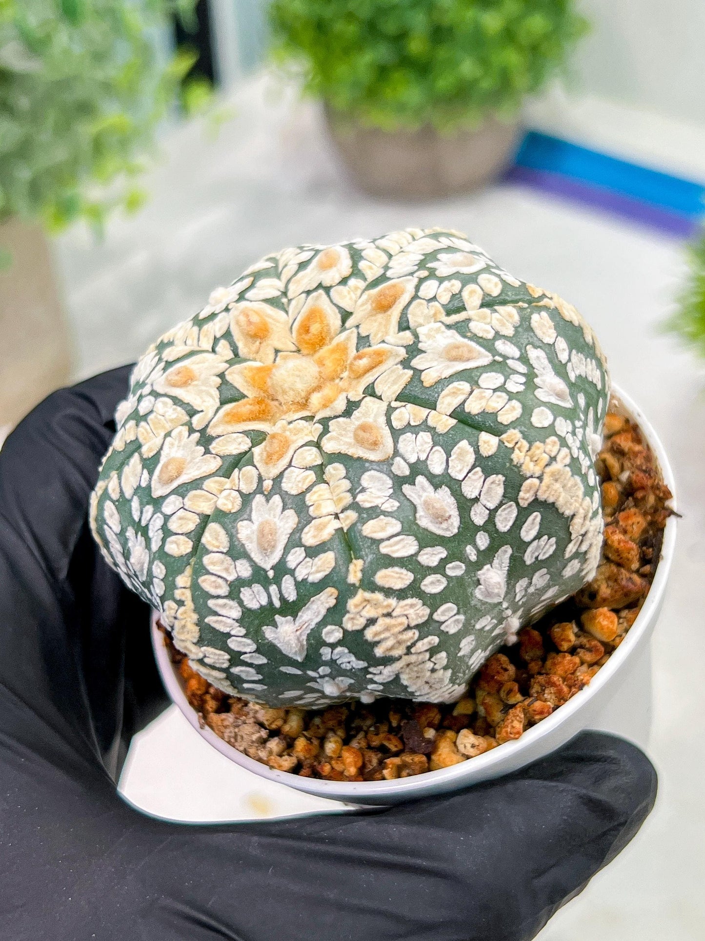 Custom Order- We’ll send you the exact live plant pictured (T4) (p4) | Vegas Plant Shop | 3" Pot