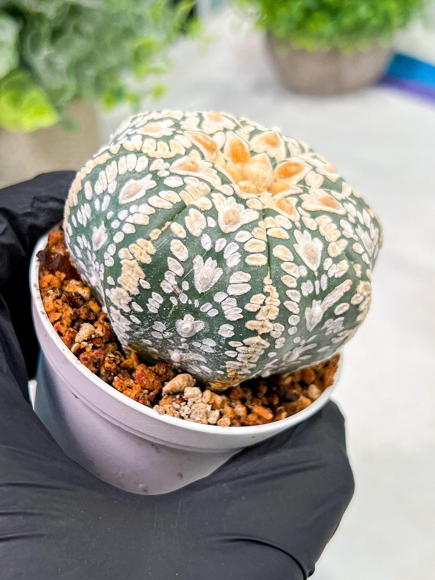Custom Order- We’ll send you the exact live plant pictured (T4) (p4) | Vegas Plant Shop | 3" Pot