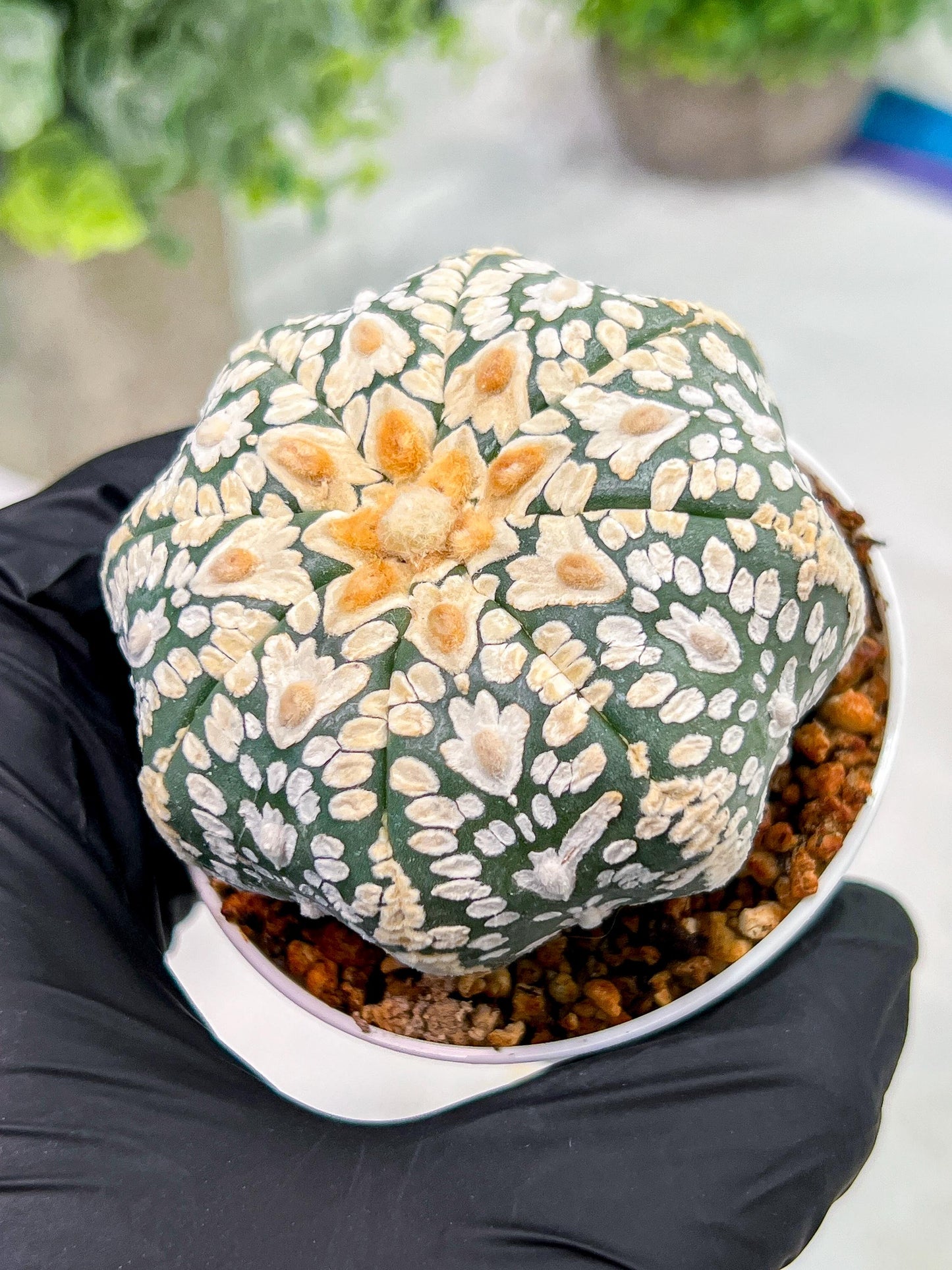 Custom Order- We’ll send you the exact live plant pictured (T4) (p4) | Vegas Plant Shop | 3" Pot