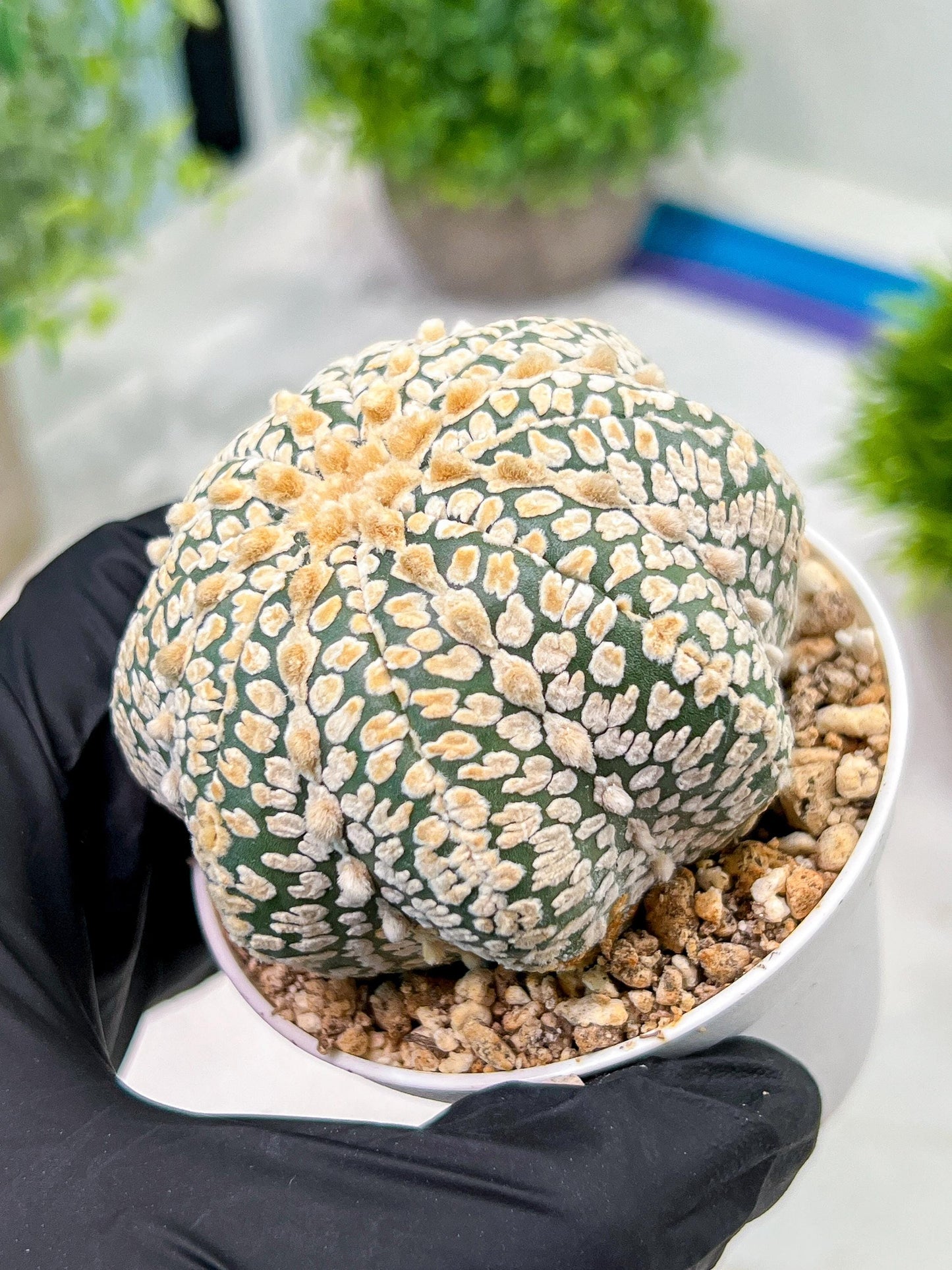 Custom Order- We’ll send you the exact live plant pictured (T4) (p5) | USA Plant SHOP | 3" Pot