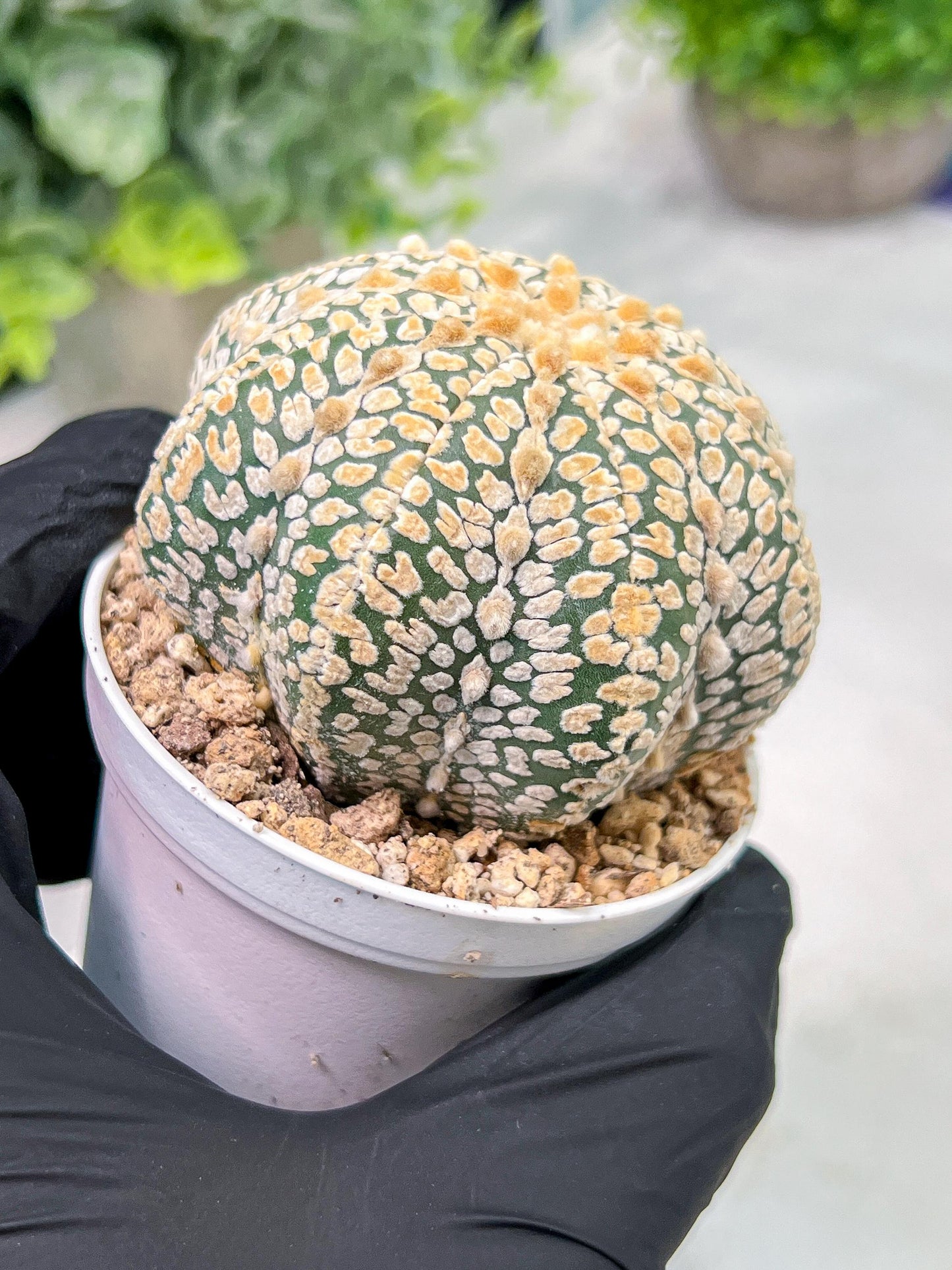 Custom Order- We’ll send you the exact live plant pictured (T4) (p5) | USA Plant SHOP | 3" Pot