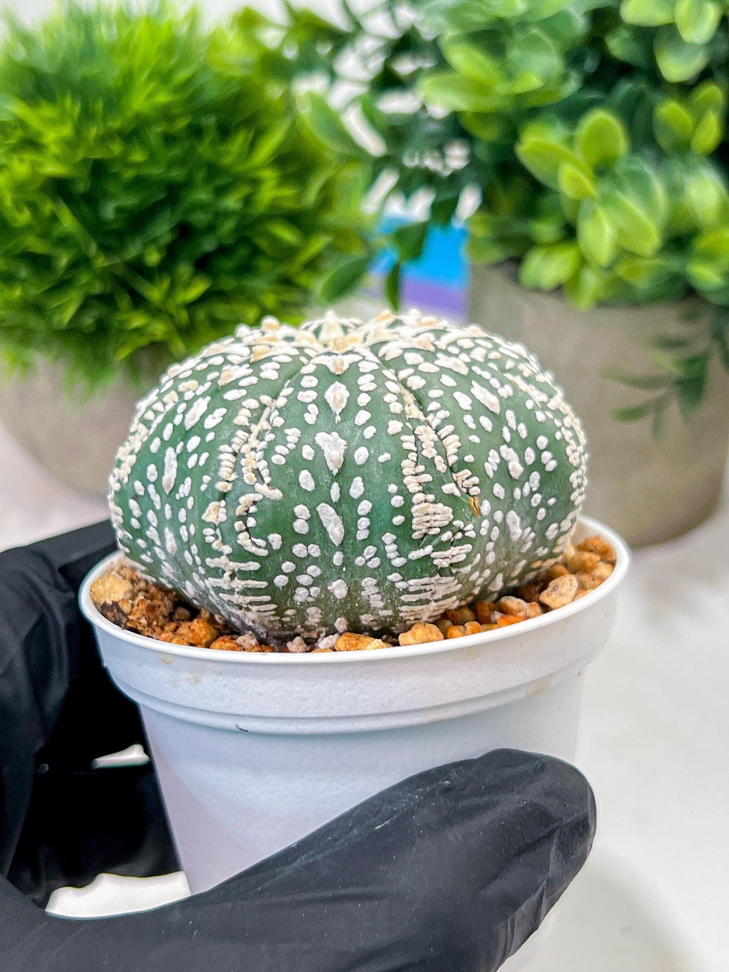 Custom Order- We’ll send you the exact live plant pictured (T4) (p6) | Ship from USA | 3" Pot