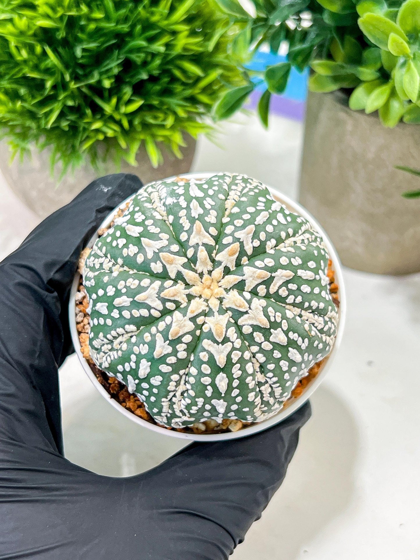 Custom Order- We’ll send you the exact live plant pictured (T4) (p6) | Ship from USA | 3" Pot
