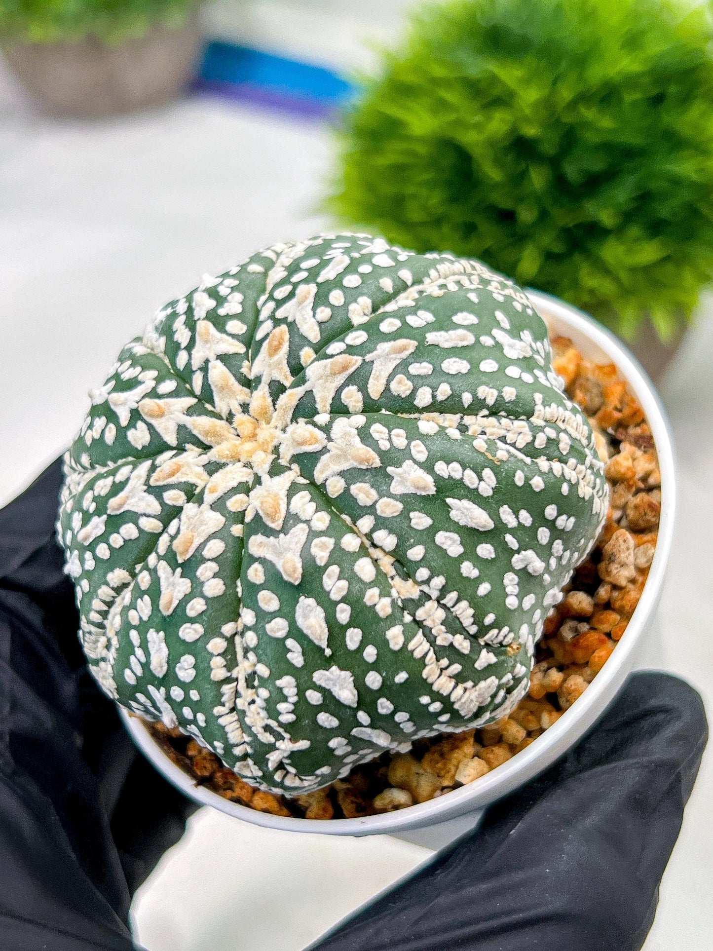 Custom Order- We’ll send you the exact live plant pictured (T4) (p6) | Ship from USA | 3" Pot