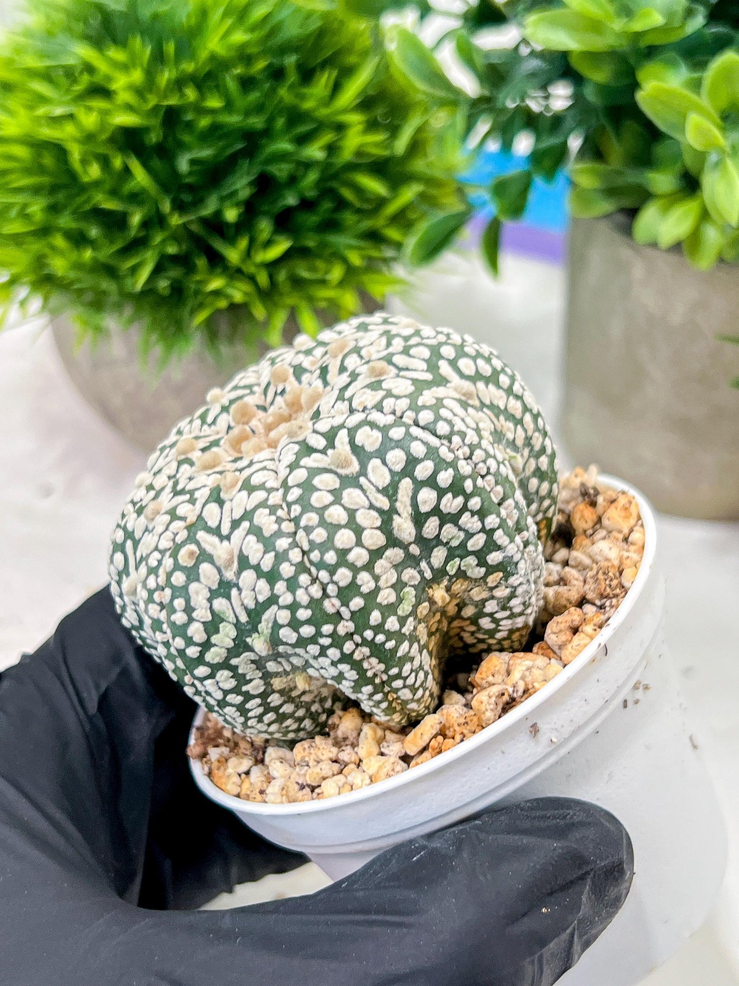 Custom Order- We’ll send you the exact live plant pictured (T4) (p7) | Las Vegas Seller | 3" Pot