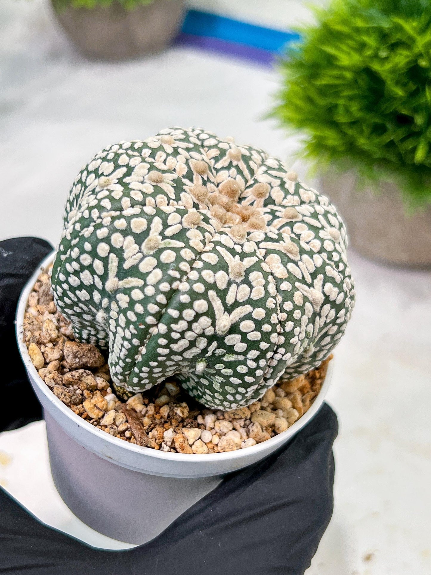 Custom Order- We’ll send you the exact live plant pictured (T4) (p7) | Las Vegas Seller | 3" Pot
