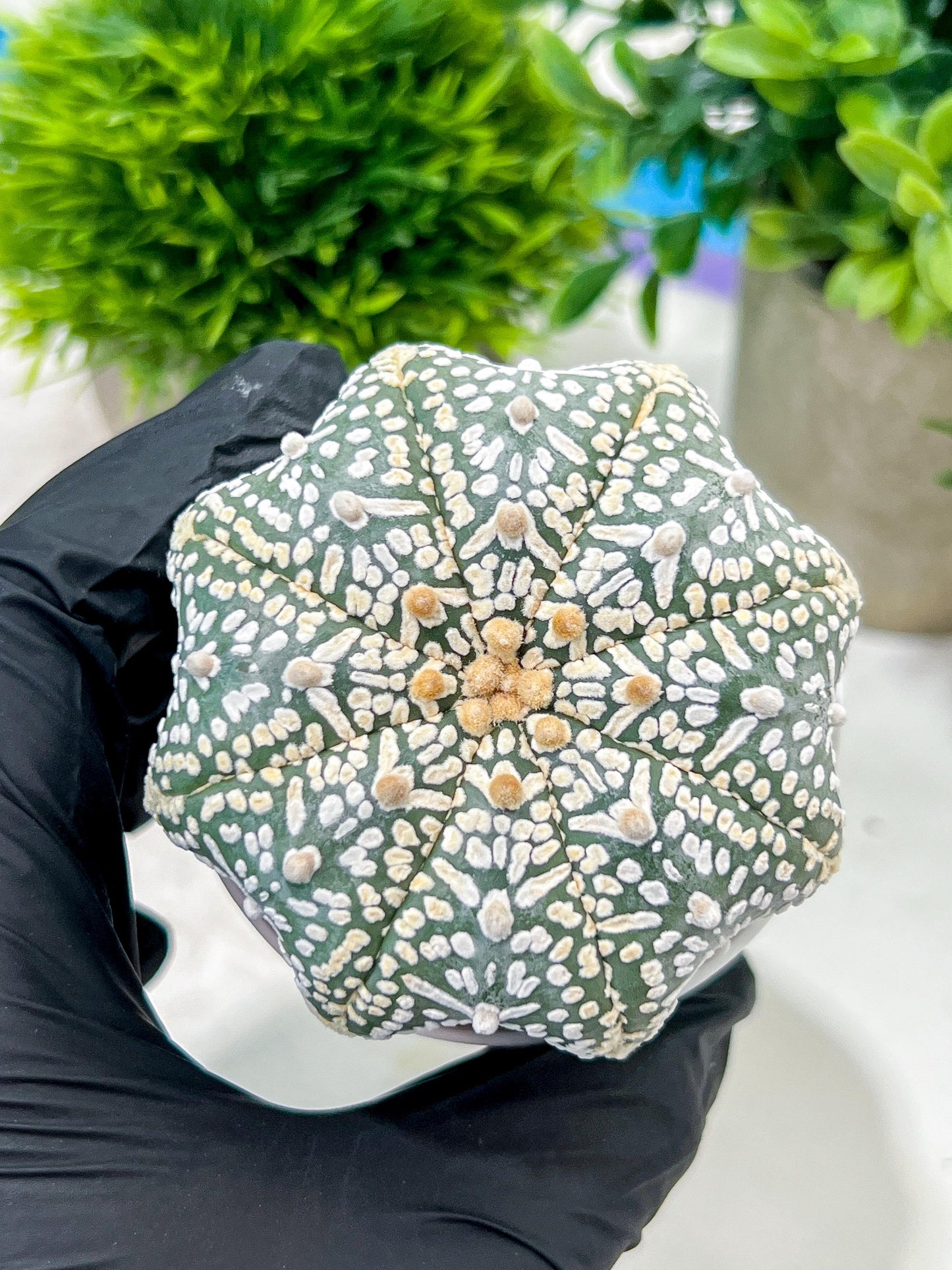 Custom Order- We’ll send you the exact live plant pictured (T4) (y1) | NEVADA Plant Seller | 3" Pot