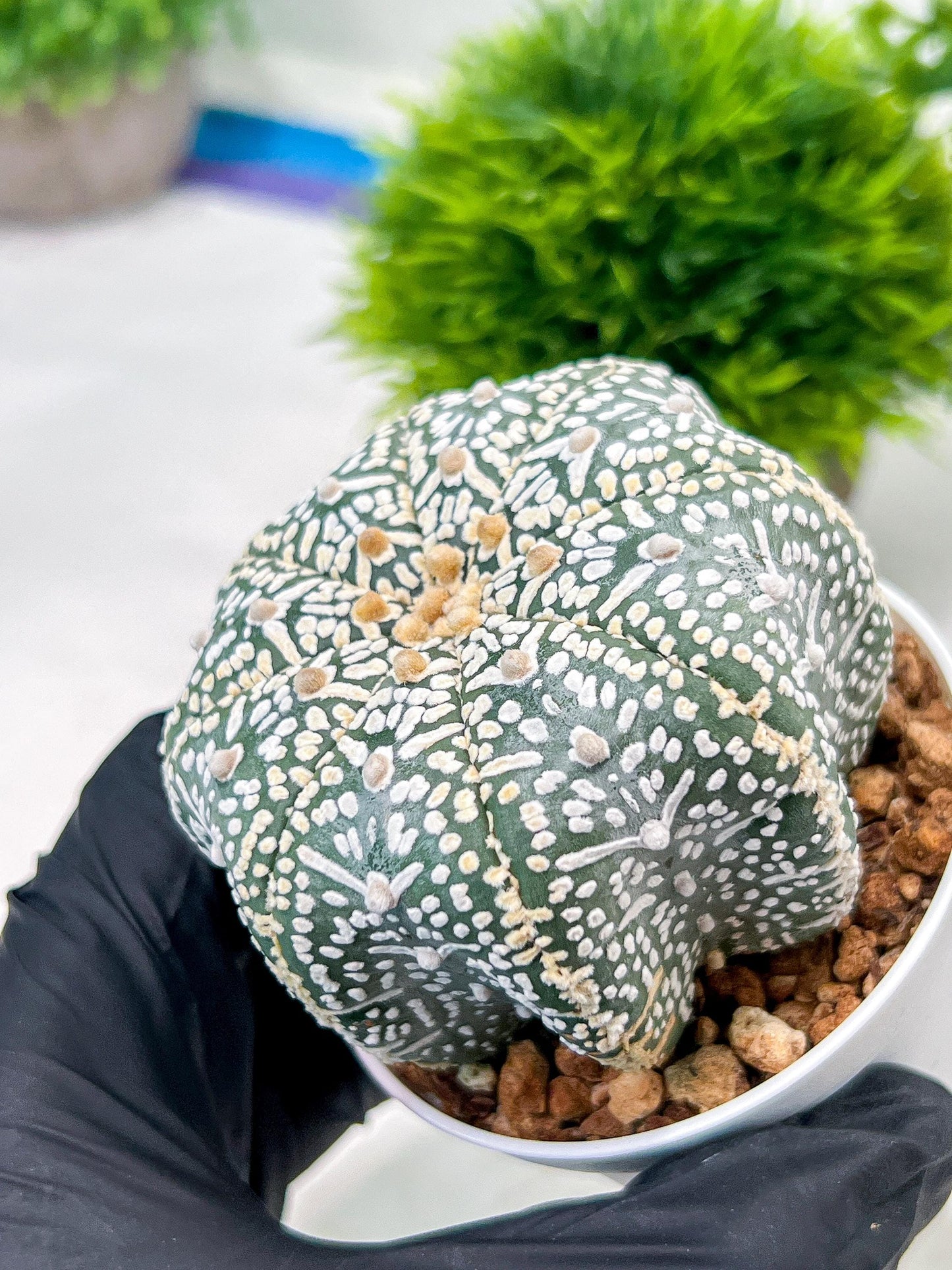 Custom Order- We’ll send you the exact live plant pictured (T4) (y1) | NEVADA Plant Seller | 3" Pot